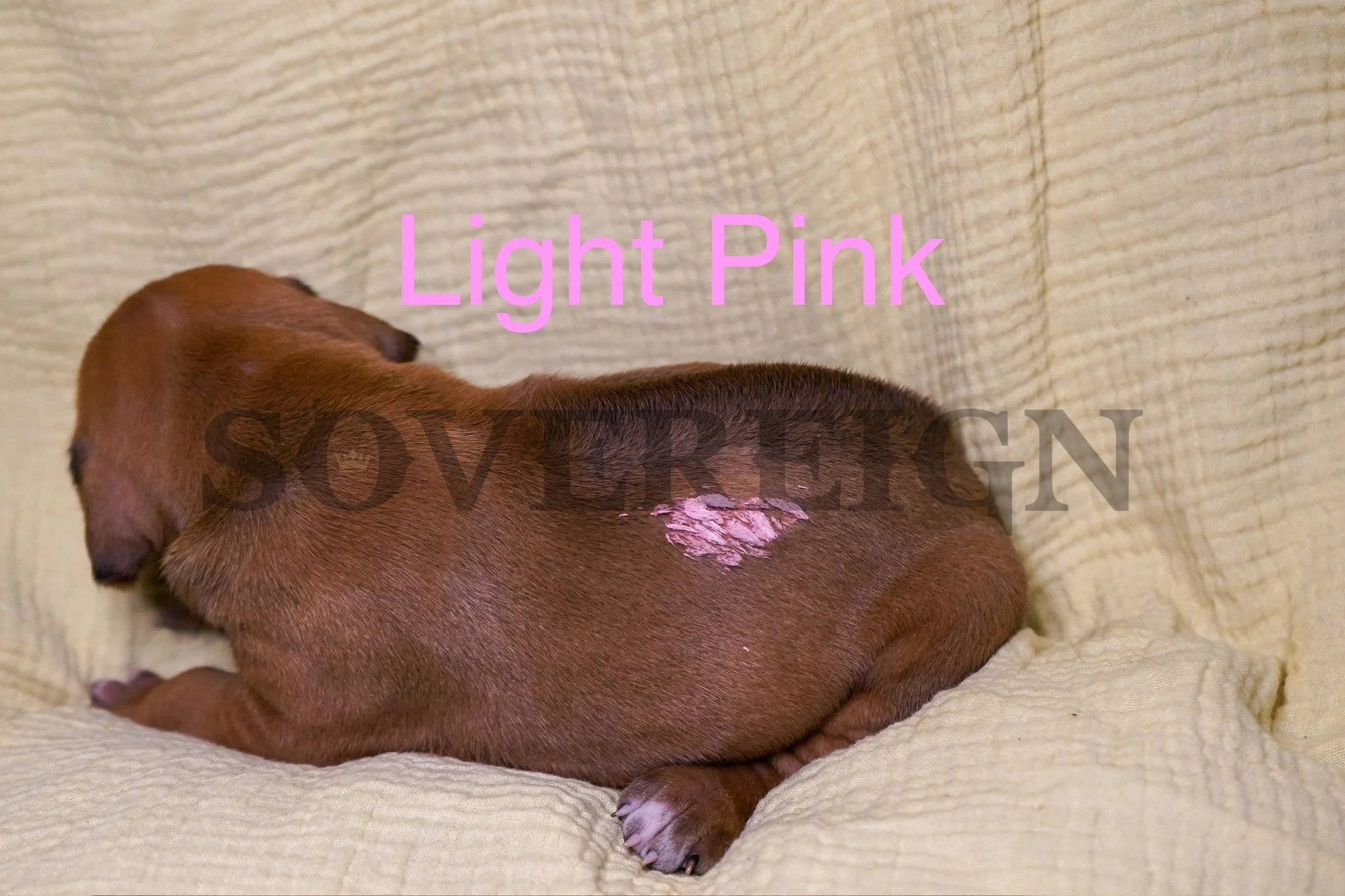 A brown puppy lying on a beige textured surface with a pink patch on its back and the text 'Light Pink' in pink over the image.