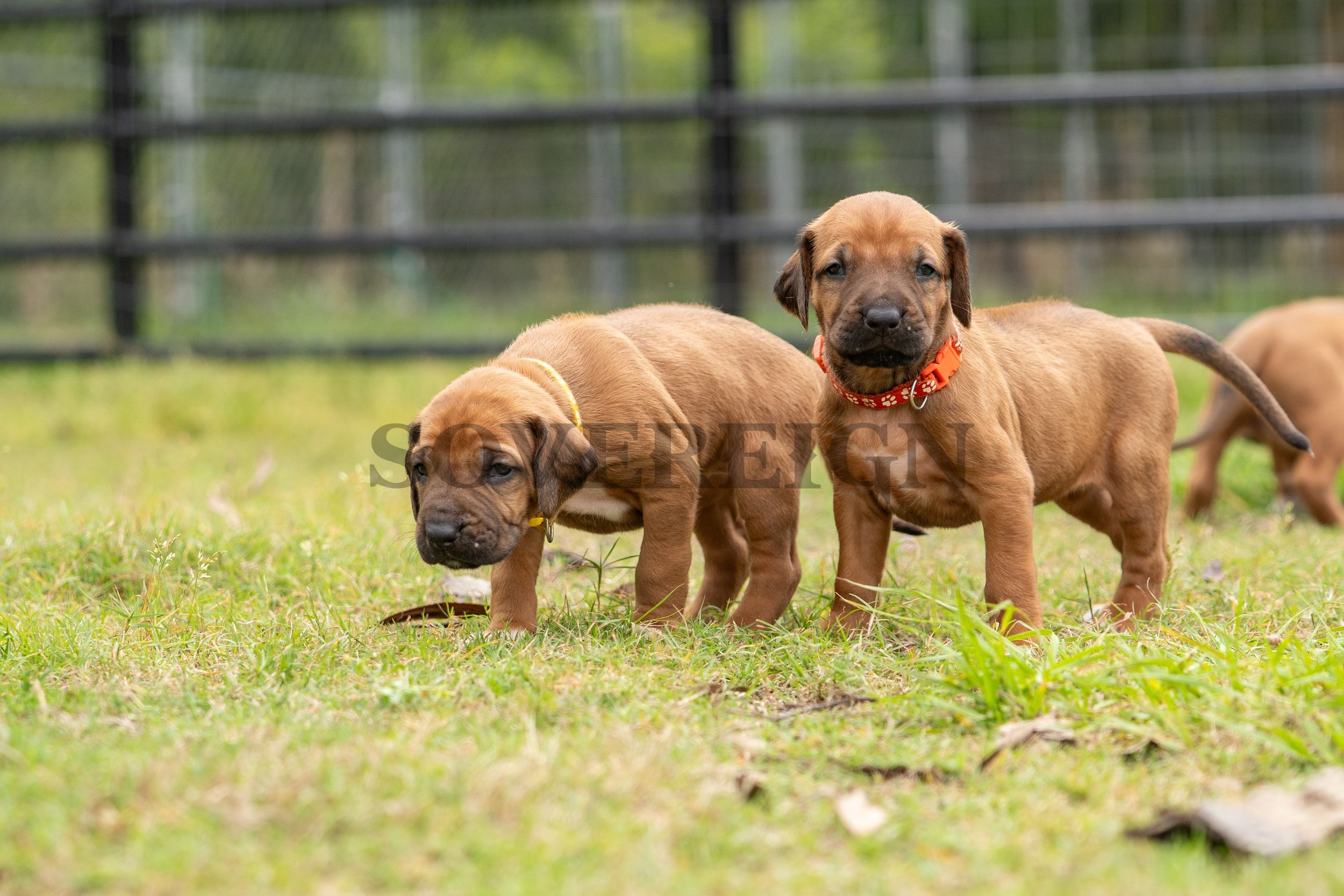 Two brown puppies on grass, one standing with a red collar looking at the camera, the other bending down with a yellow collar, in a fenced outdoor area.