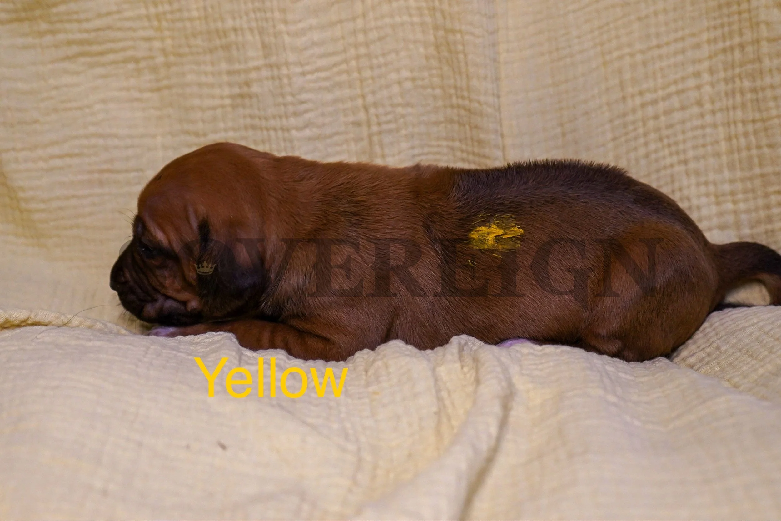 A brown puppy lying on a beige, textured fabric surface with a yellow patch on its side and the word 'Yellow' written in yellow text in the bottom left corner.