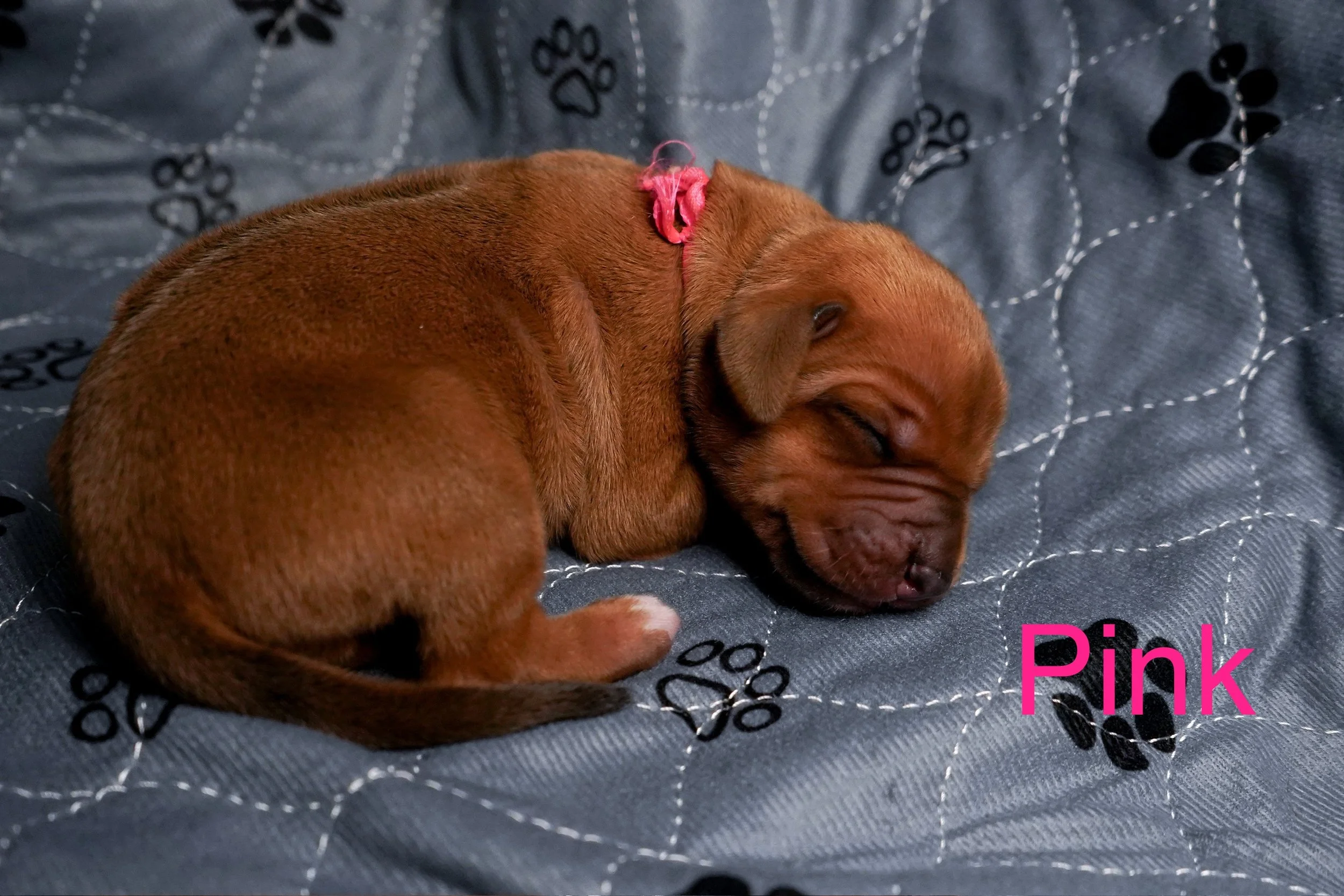 A small brown puppy with a pink collar sleeping on a dark blue quilted blanket with black paw print patterns. The word 'Pink' appears in pink text in the lower right corner.