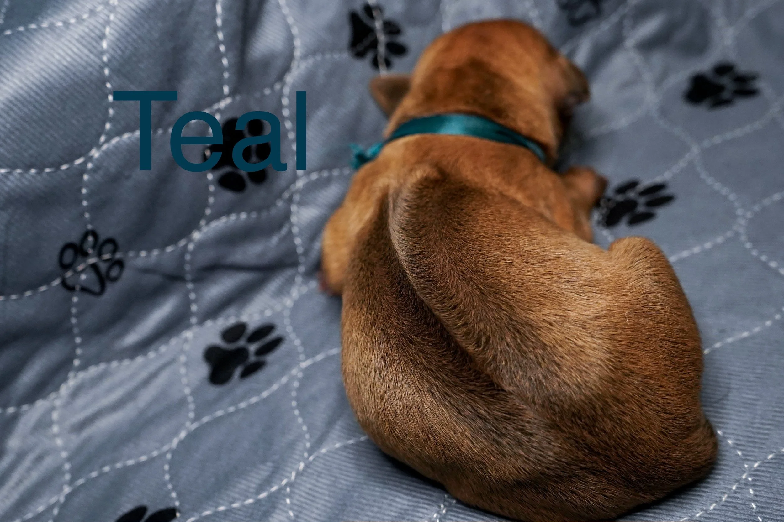 Brown puppy lying on a gray blanket with black paw prints, wearing a teal collar, viewed from above, with the word 'Tea' overlaid.