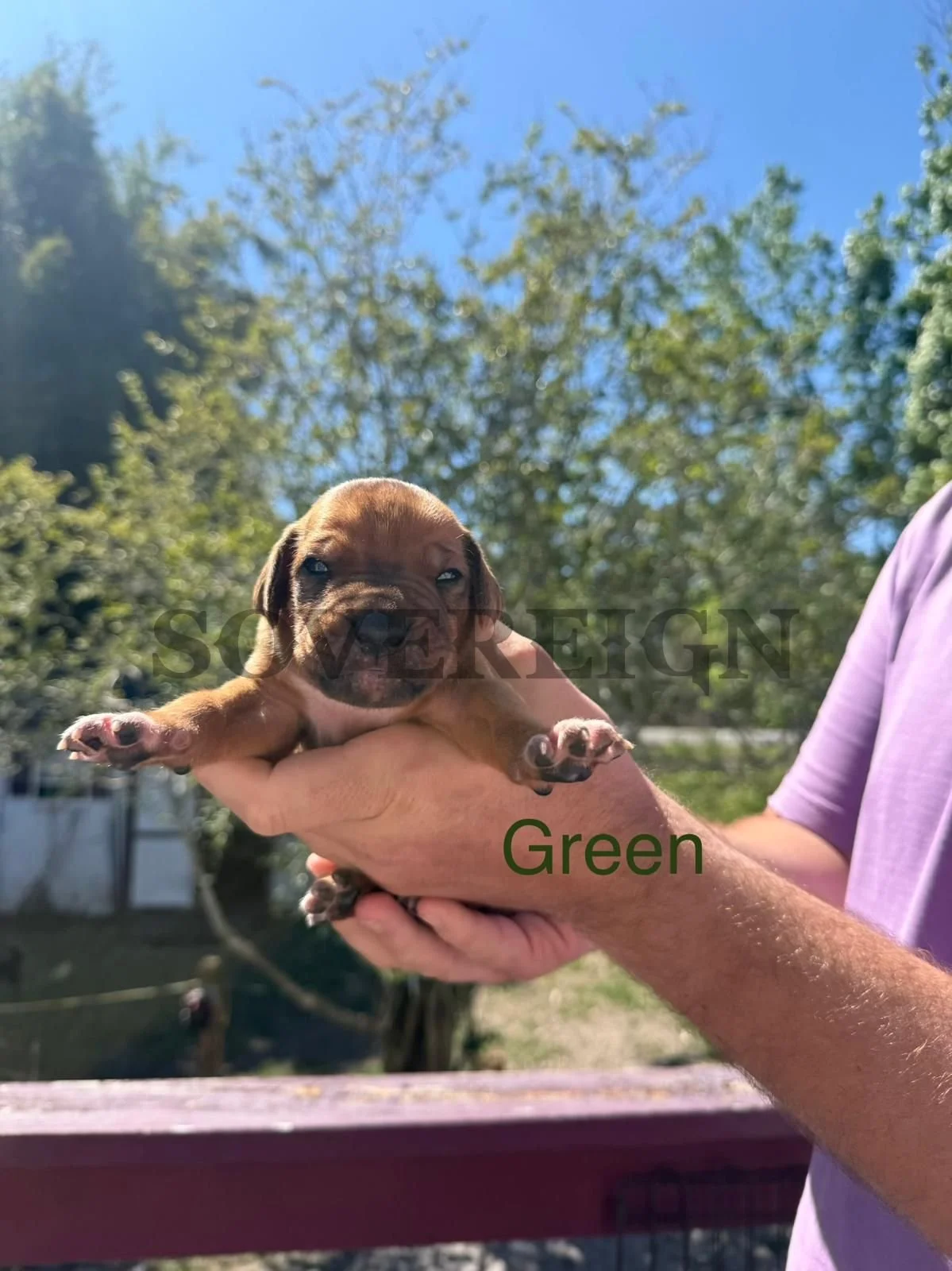 Person holding a small brown puppy with green label reading 'Green' in a sunny outdoor setting with trees and blue sky in the background.