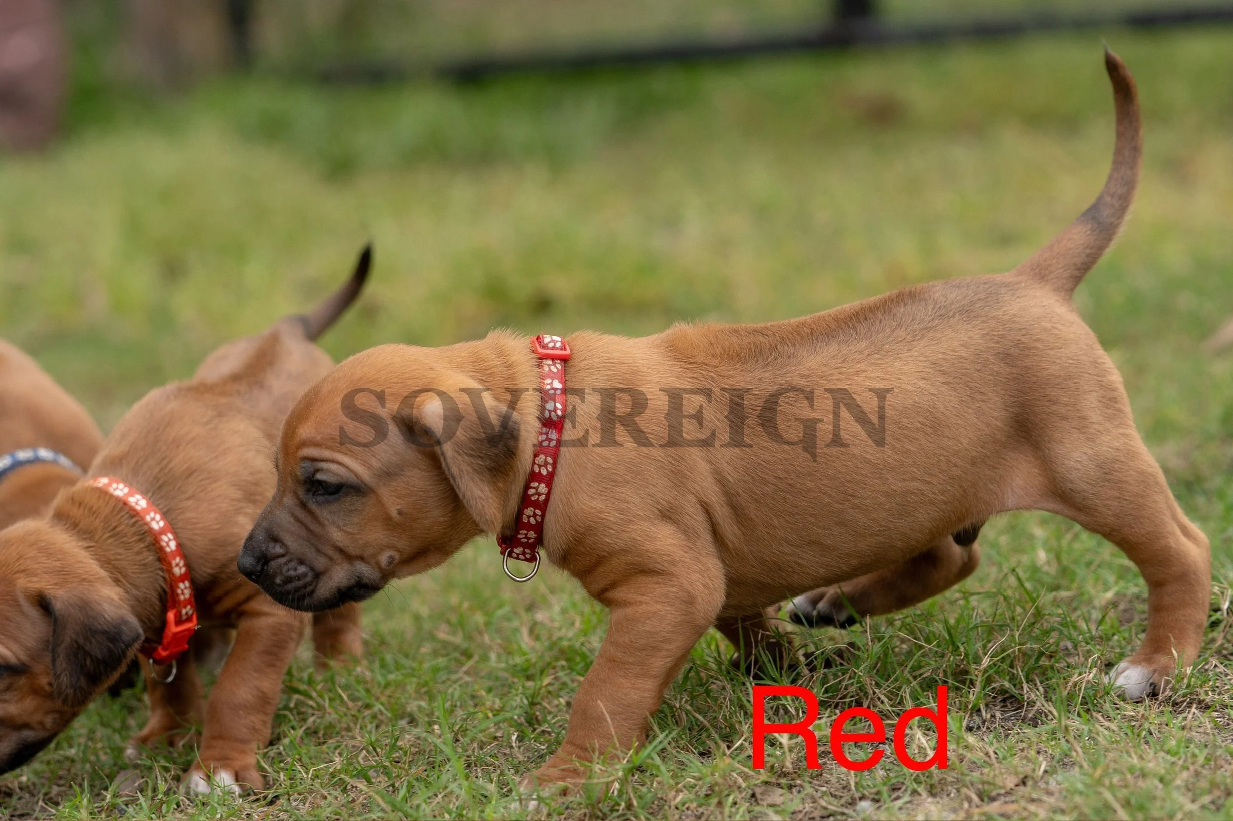 Group of young puppies outdoors on grass, with one puppy in the foreground standing and sniffing another puppy, both wearing red collars. The background is blurred grass.
