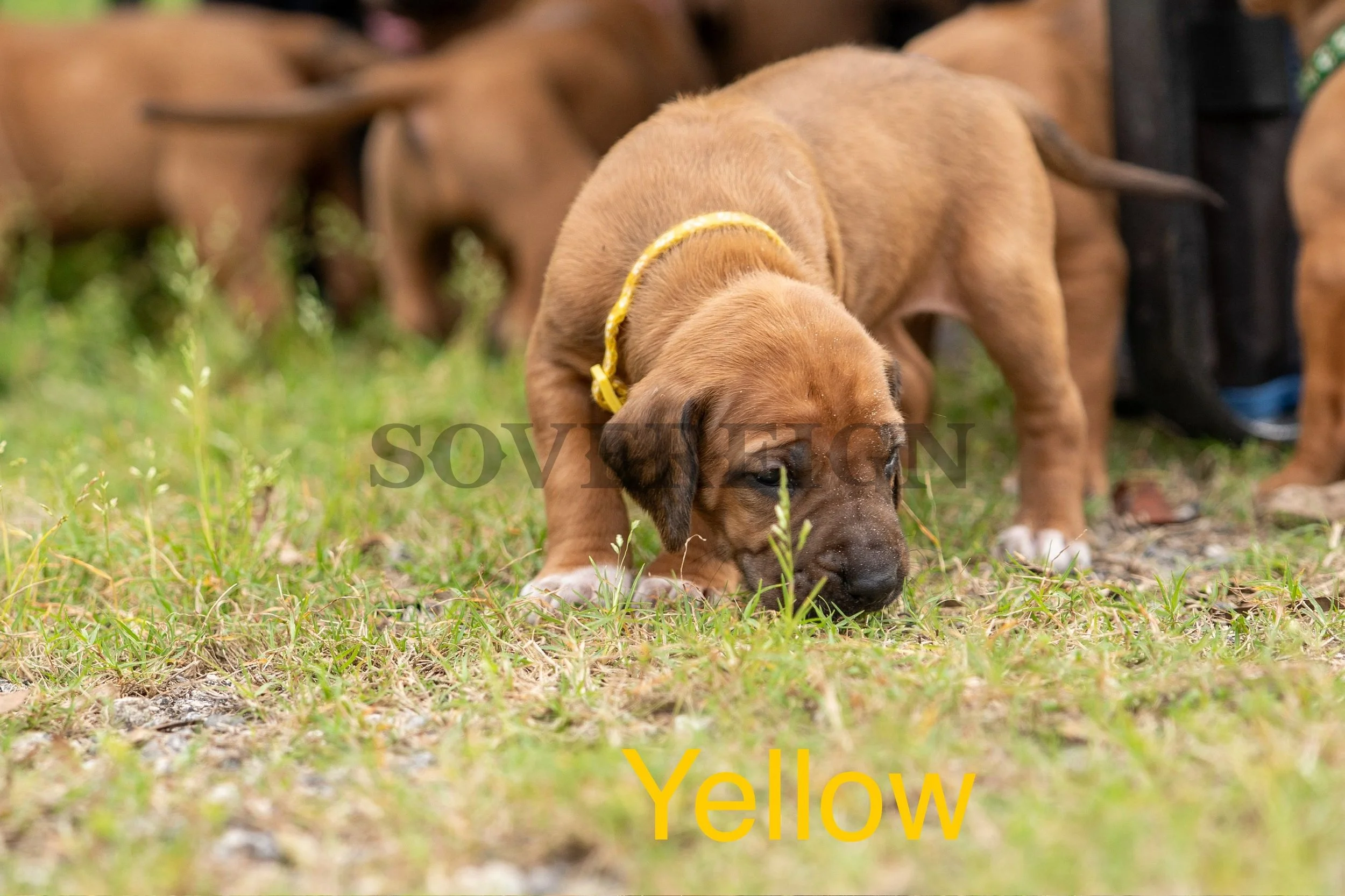 Cute brown puppy with a yellow collar sniffing grass on the ground outdoors, with other puppies in the background.