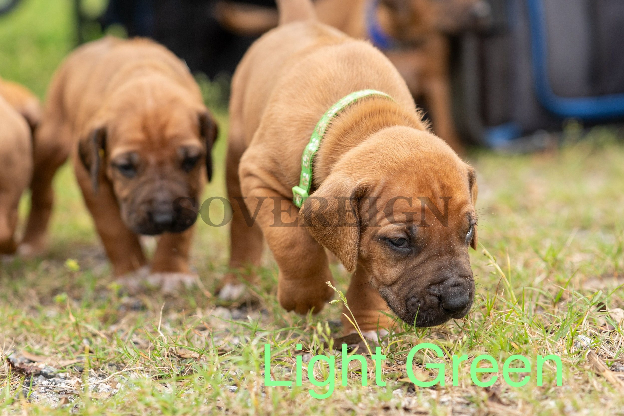 Three brown puppies exploring grass outdoors, with one puppy wearing a light green collar.
