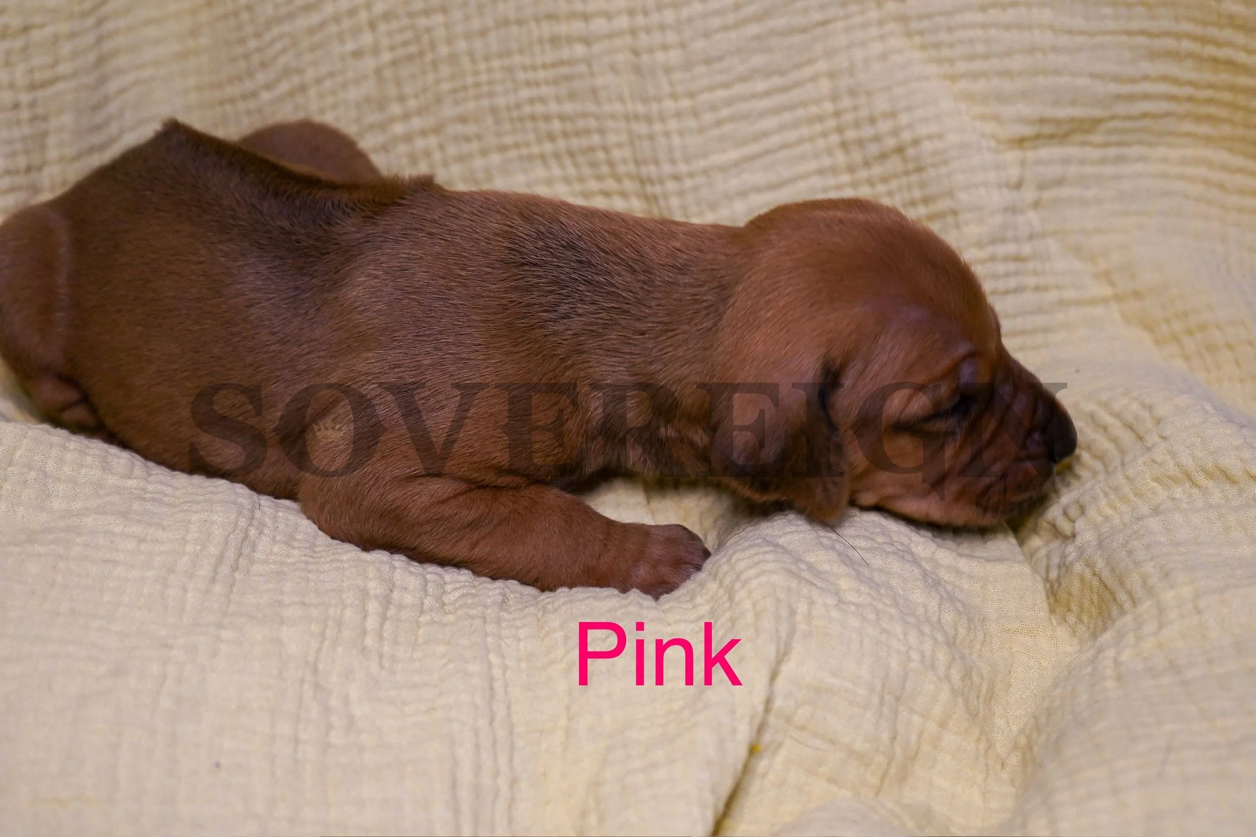 A brown puppy sleeping on a cream-colored quilted blanket with the word Pink written in pink text.