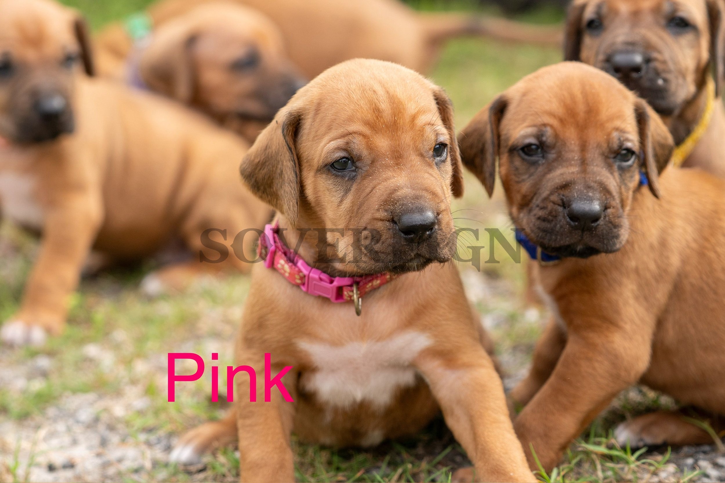 Group of brown puppies, some wearing pink and blue collars, sitting on grass outdoors