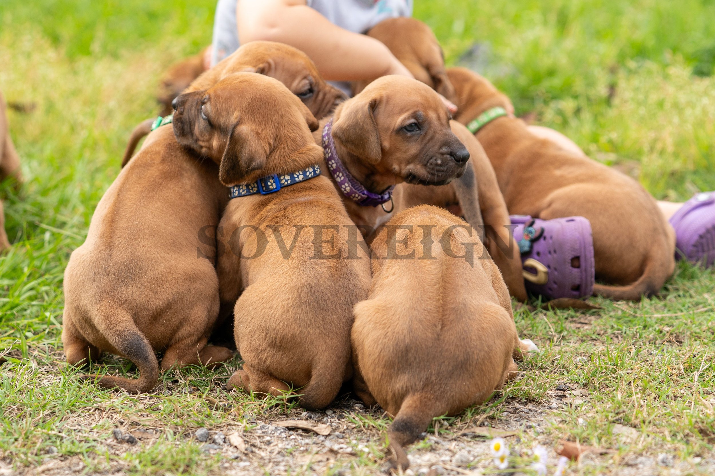 Group of brown puppies sitting closely together on grass, some with collars, some with purple boots, in an outdoor setting.