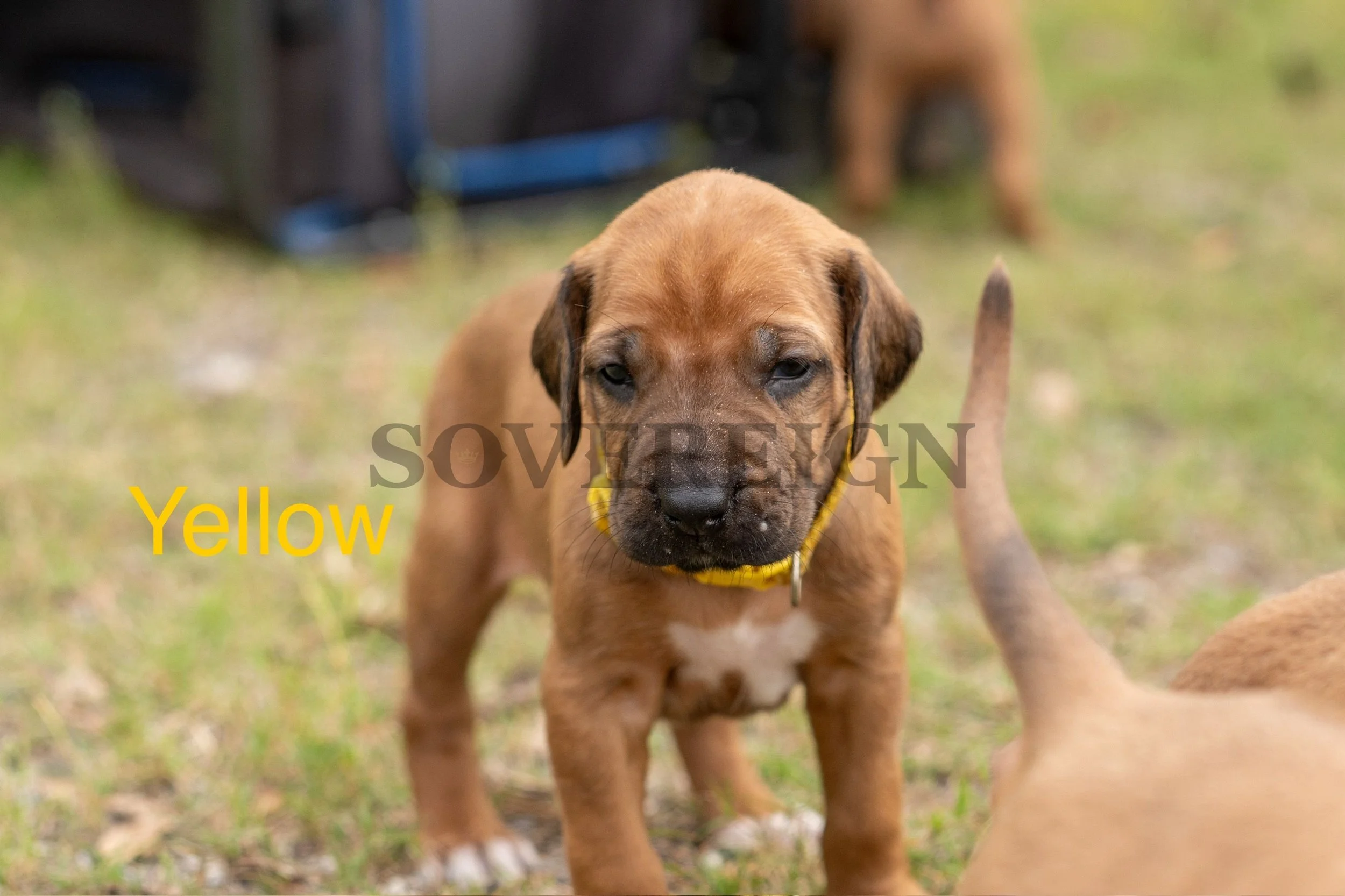 A close-up of a brown puppy with a yellow collar on grass, with another puppy partially visible and blurred in the background.