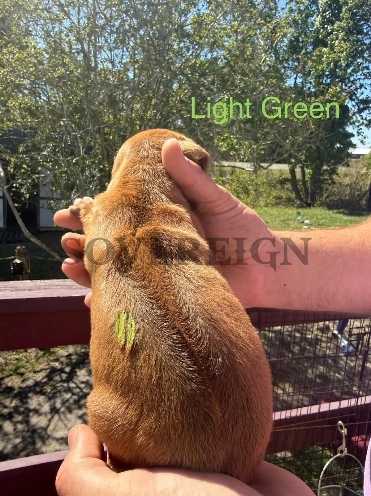 A person is holding a small brown animal, possibly a guinea pig, outdoors on a sunny day. The background features trees and a grassy area. Text on the image reads 'Light Green' and 'SOWREIGN'.