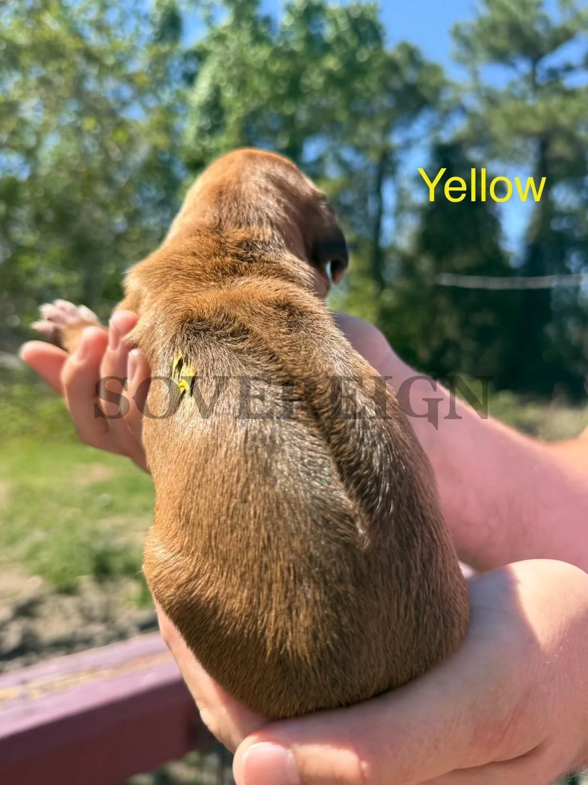 A small, brown puppy with short fur is being held in someone's hands outdoors. The puppy has a yellow tag on its side, and the background shows trees and a blue sky. The word "Yellow" is written in yellow text on the image.