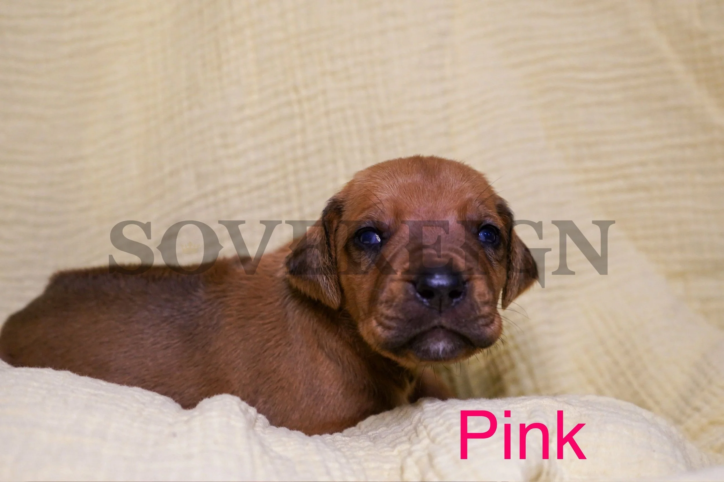 A brown puppy lying on a light-colored textured blanket with a beige background. The word 'SOVEREIGN' is overlaid across the puppy's face, and the word 'Pink' is written in pink font at the bottom right corner.