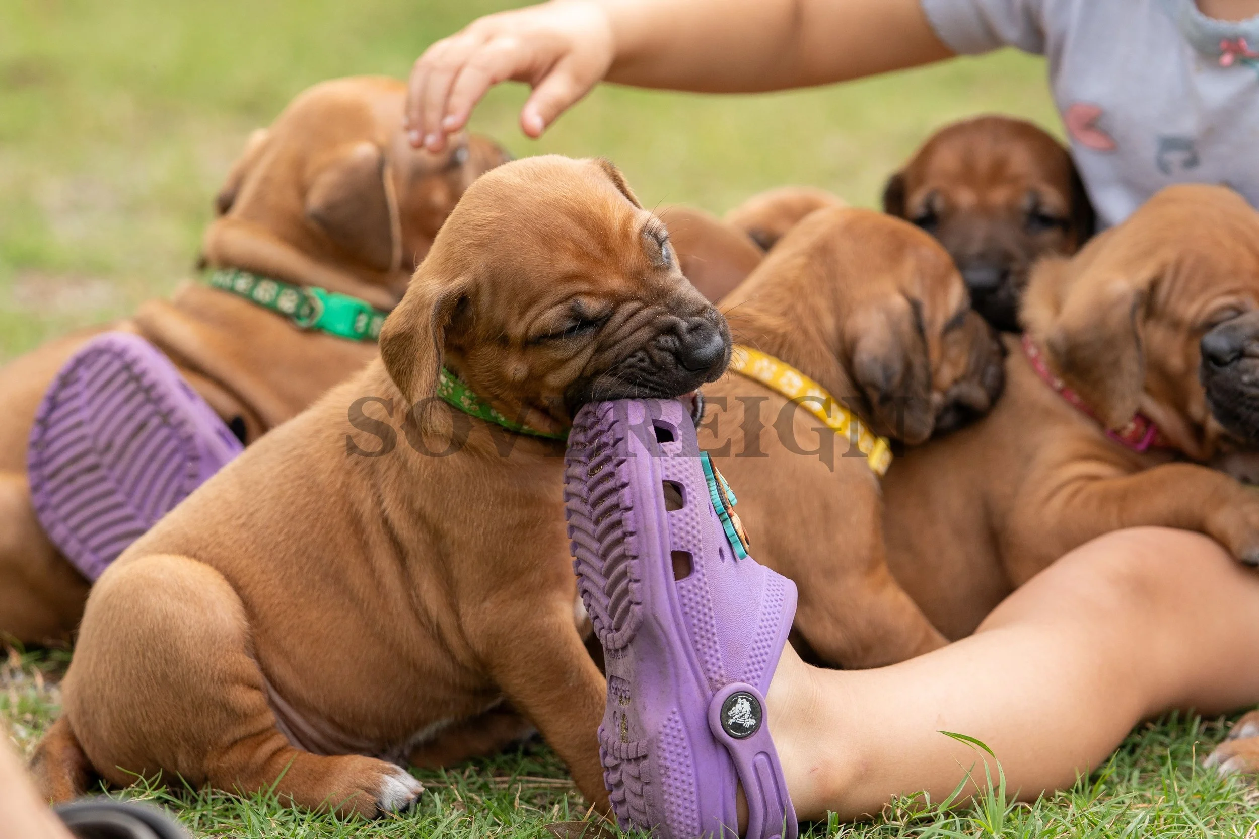 Multiple brown puppies with floppy ears and closed eyes, lying on the grass with collars, one puppy is biting a purple shoe held by a person's leg, a person's hand is petting one of the puppies.
