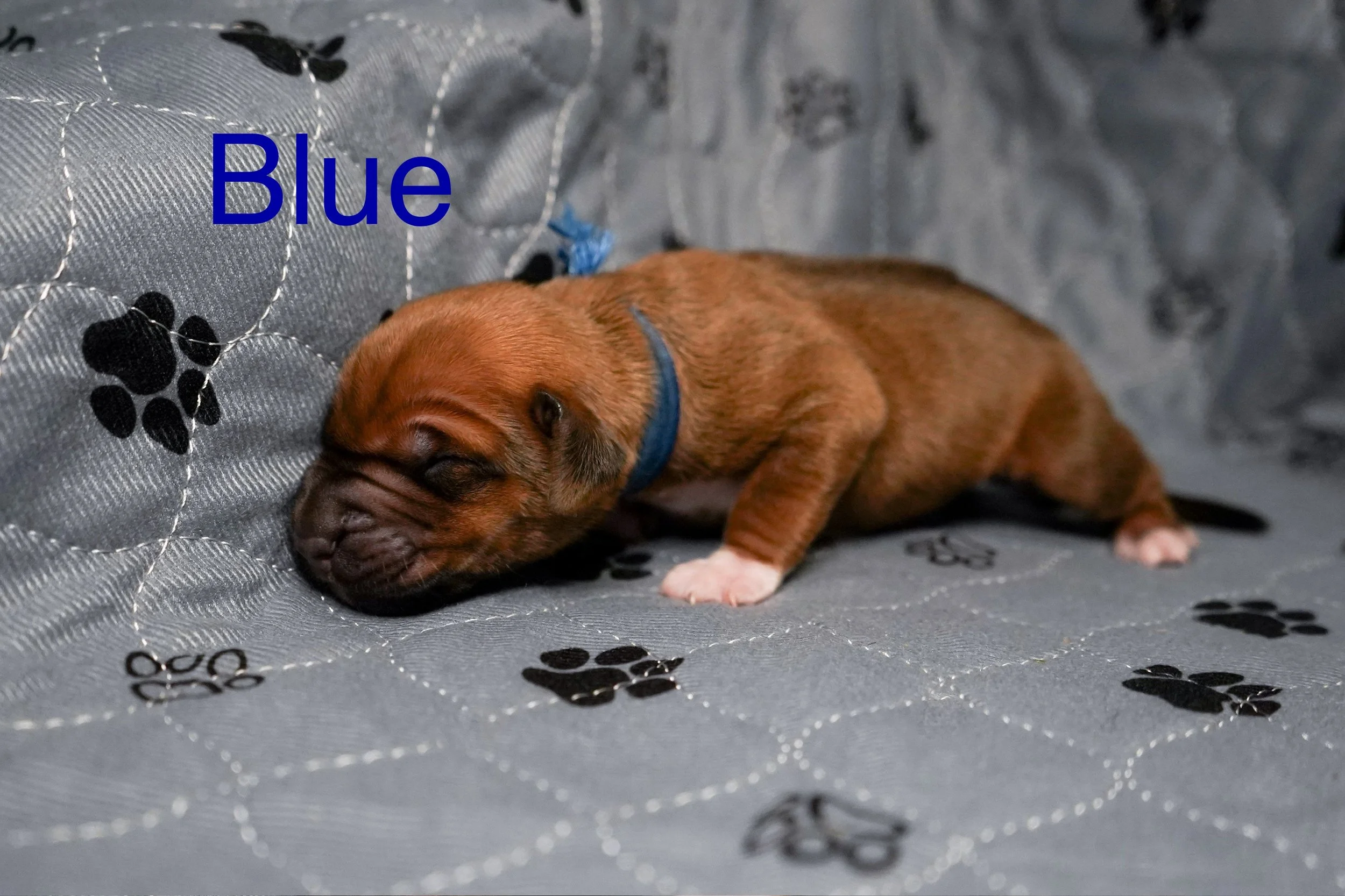 A small brown puppy with a blue collar sleeping on a gray blanket with black paw prints. The word 'Blue' is written in blue text on the blanket.