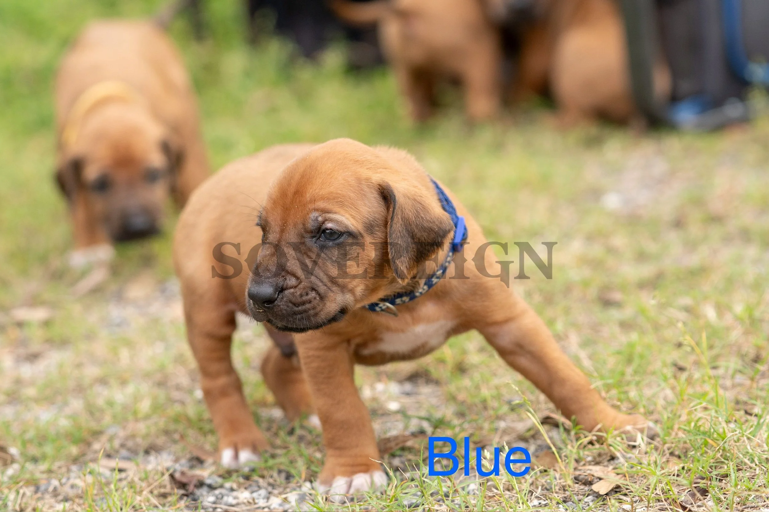 A brown puppy with a blue collar standing outdoors on grass, with other puppies in the background.