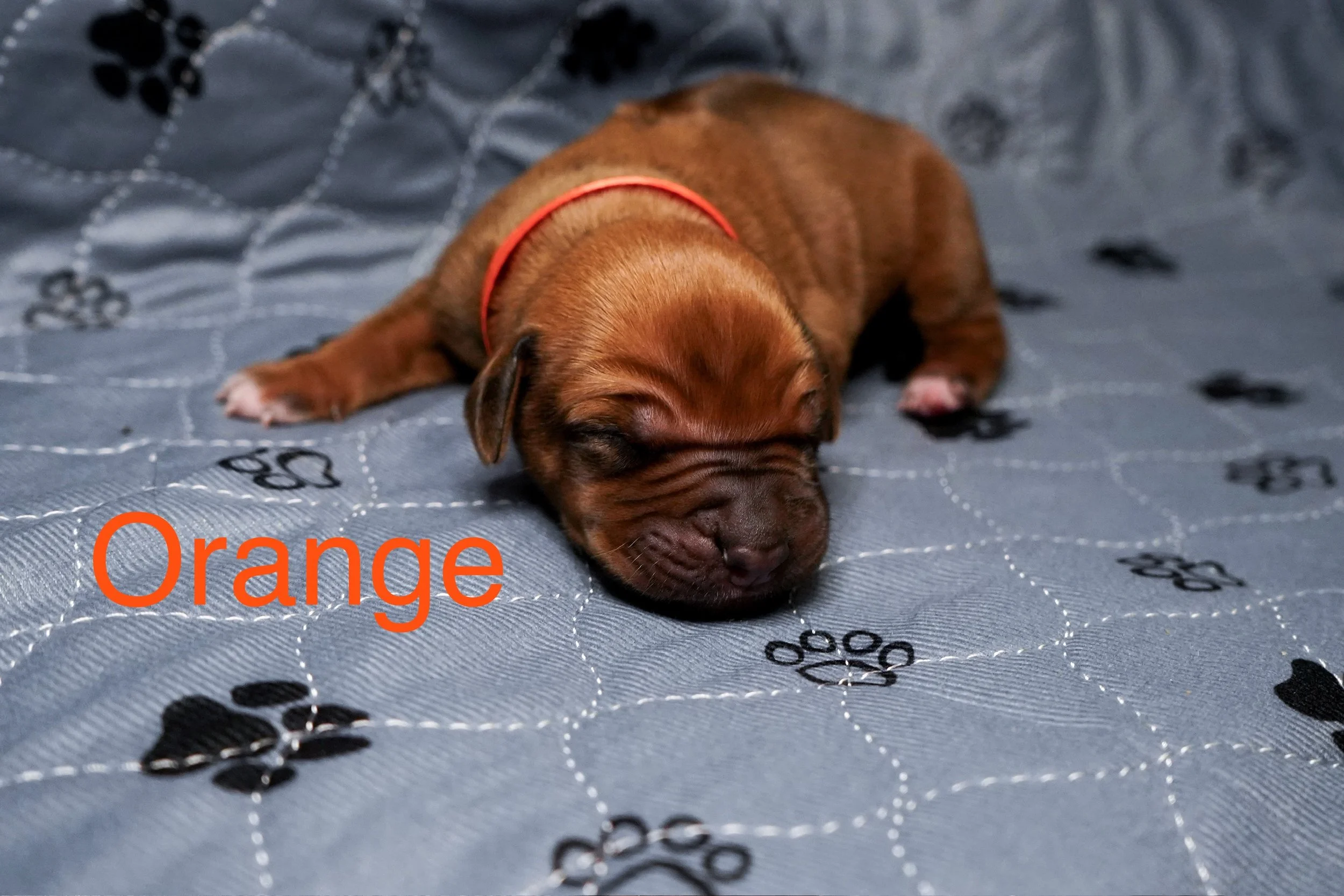 A small brown puppy with a red collar is sleeping on a blue quilted blanket with black paw prints, with the word 'Orange' written in orange text.