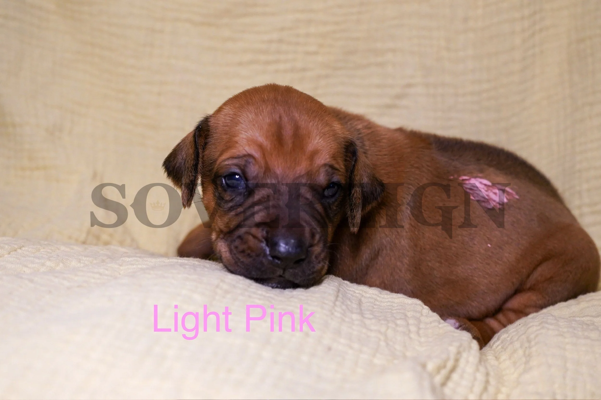 A brown puppy lying on a light-colored textured fabric surface, with a patch of pink on its side, facing the camera.