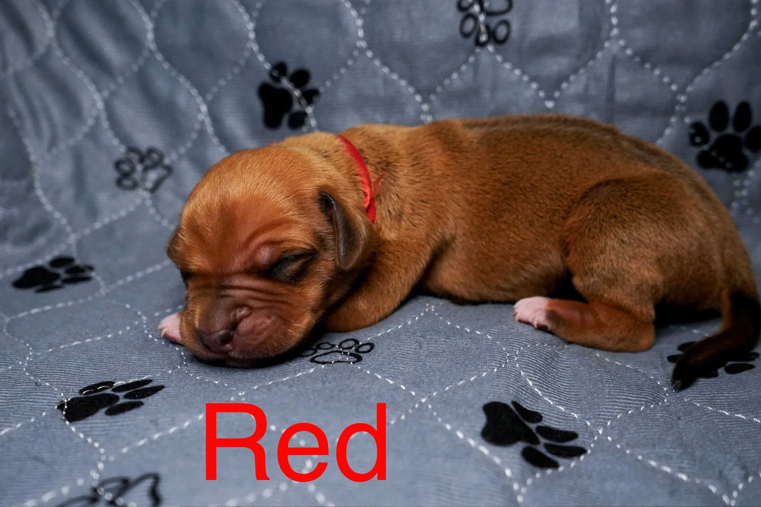 A sleeping brown puppy with a red collar resting on a gray blanket decorated with black paw prints. The word 'Red' is written in red text at the bottom of the image.
