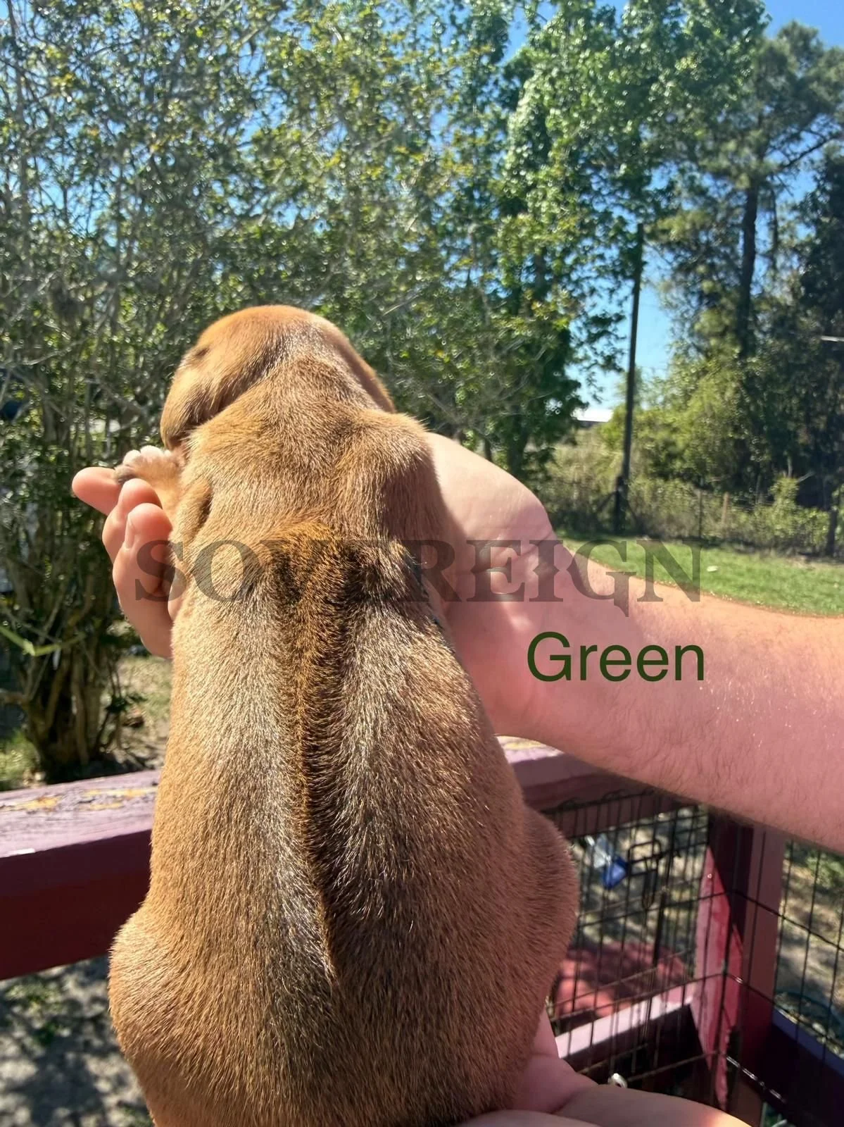 A person holding a small brown dog with a green background of trees and a blue sky.