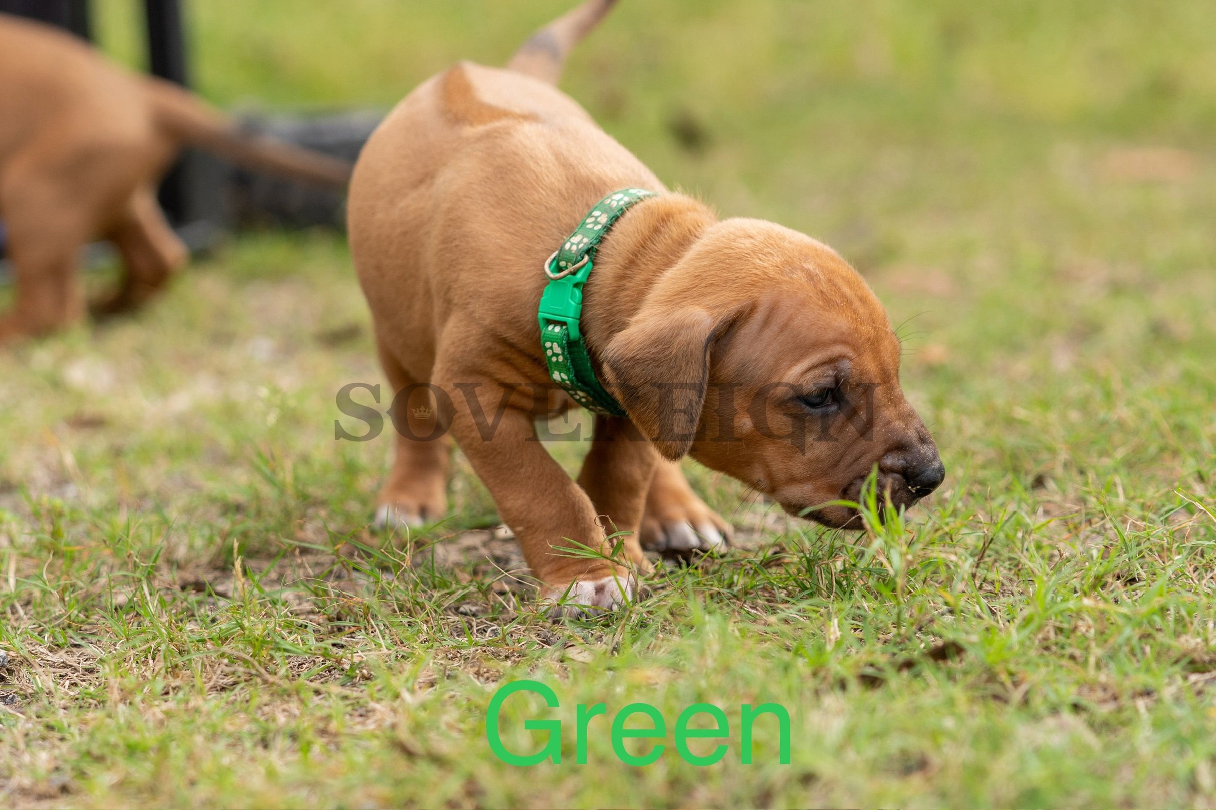 A brown puppy with floppy ears and a green collar exploring grass outside, with another puppy blurred in the background.