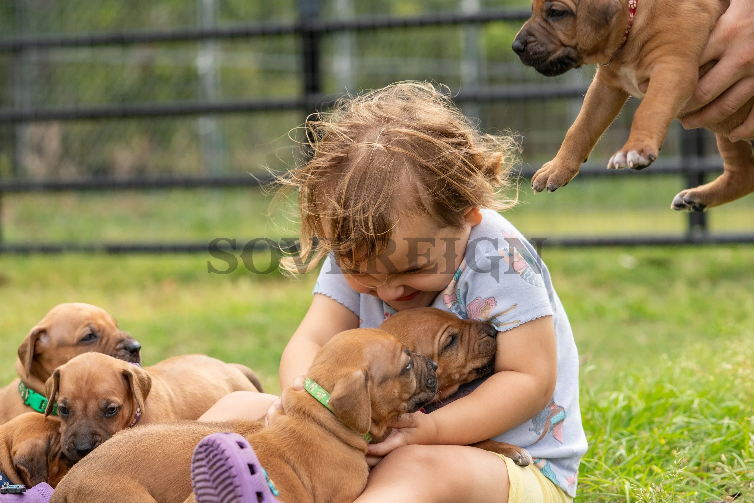 A young girl with curly hair sitting on grass, hugging and playing with adorable brown puppies outdoors. Some puppies are sitting on her lap, while others are nearby. A person is holding one puppy in midair on the right side of the image.