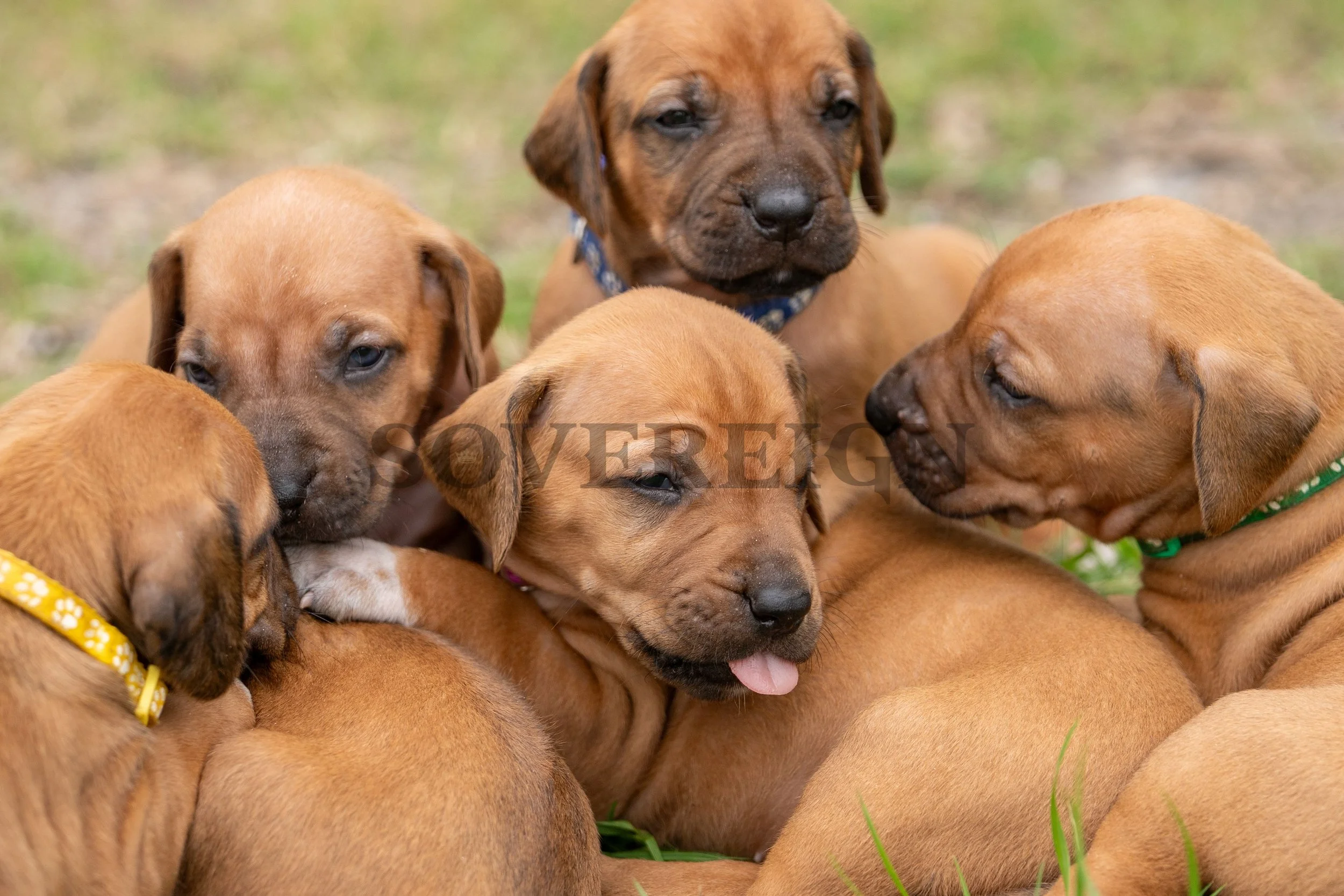 Group of five brown puppies playing on grass, one with a pink tongue sticking out.