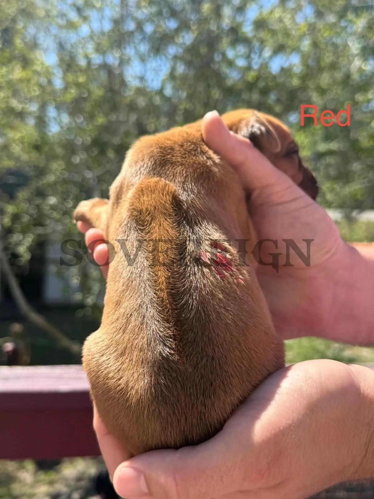A person holding a brown puppy with a red tag on its ear outdoors, with green trees and blue sky in the background.