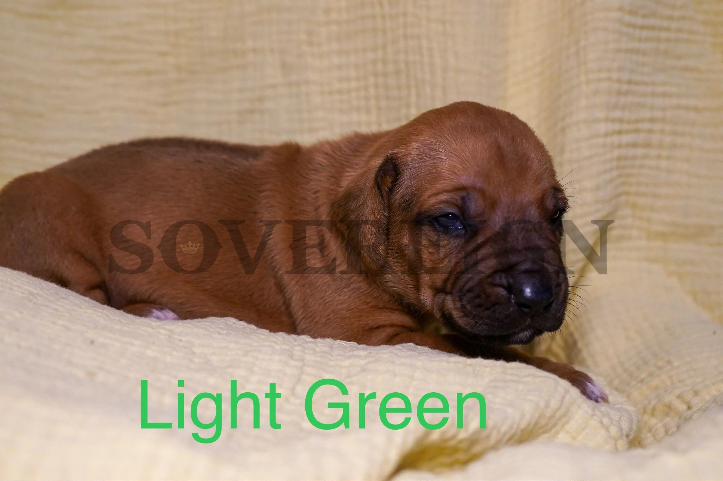 A brown puppy lying on a yellow textured blanket with a yellow background. The puppy has dark eyes and a black nose. The text 'Light Green' appears at the bottom of the image.