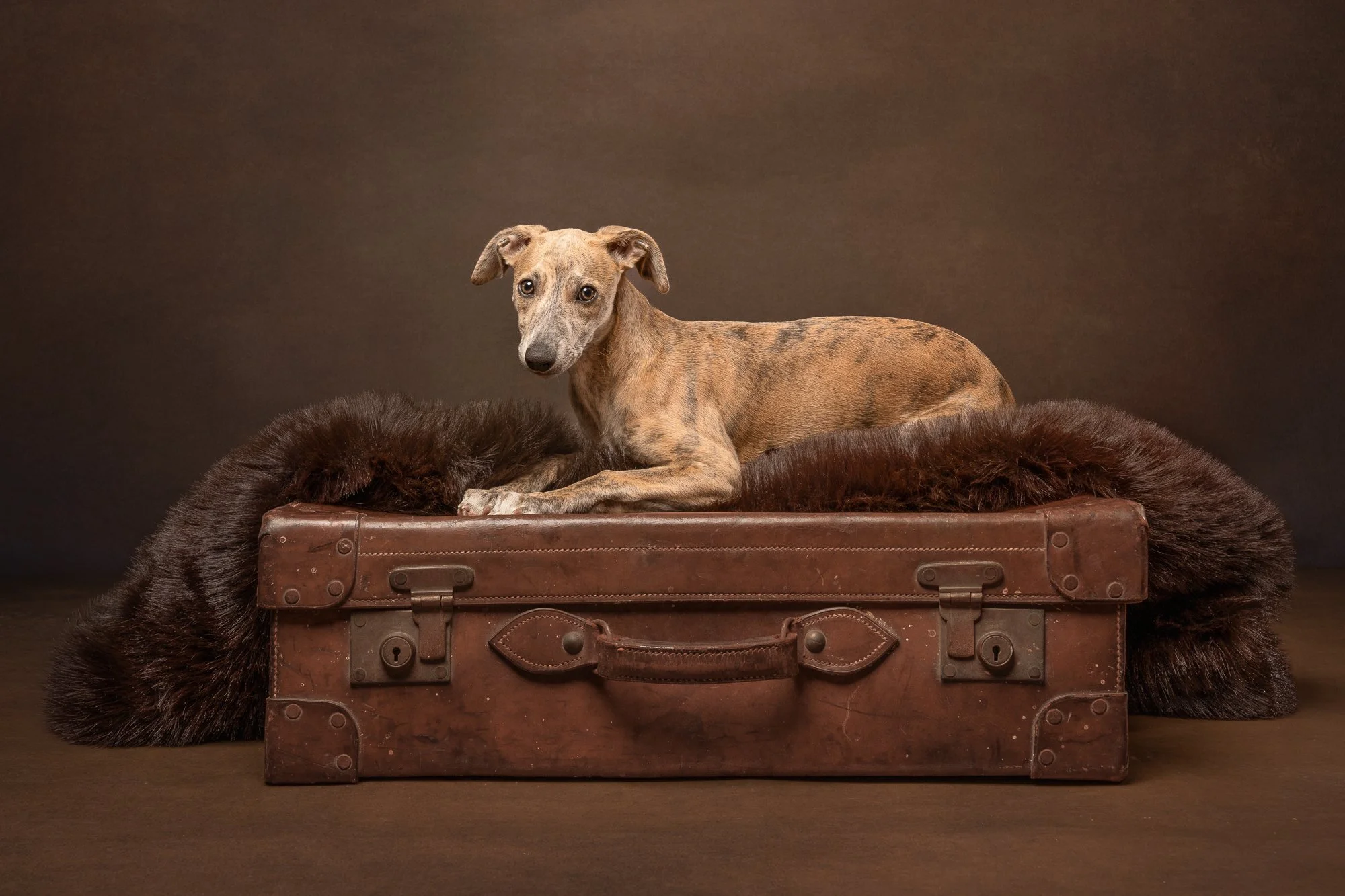whippet puppy on a vintage suitcase with a brown furry throw on top taken in west sussex by sara tarrant dog photographer 