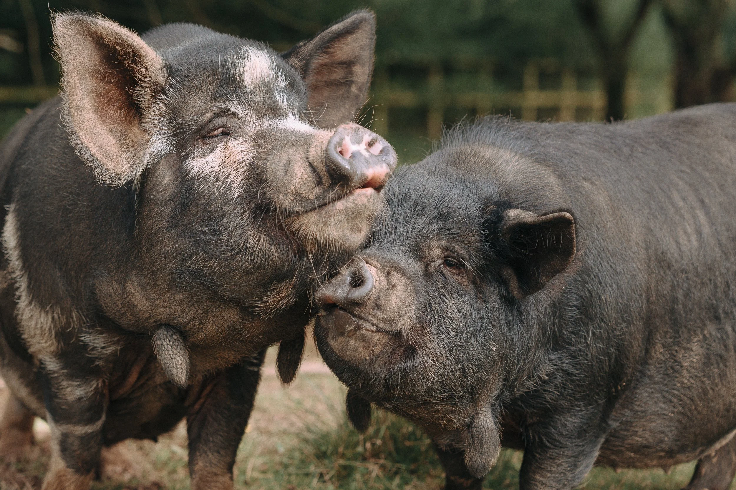 Two pigs, one black and one gray, touching heads in a pen with a blurred background of trees and fencing.