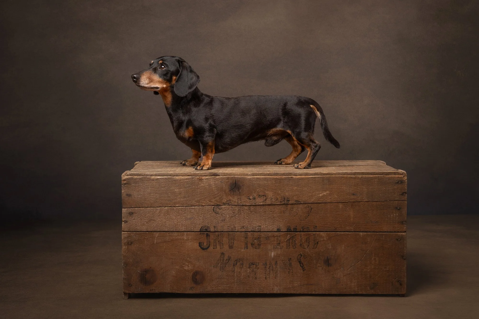 black and tan dauchshund on a vintage apple crate in the west sussex studio