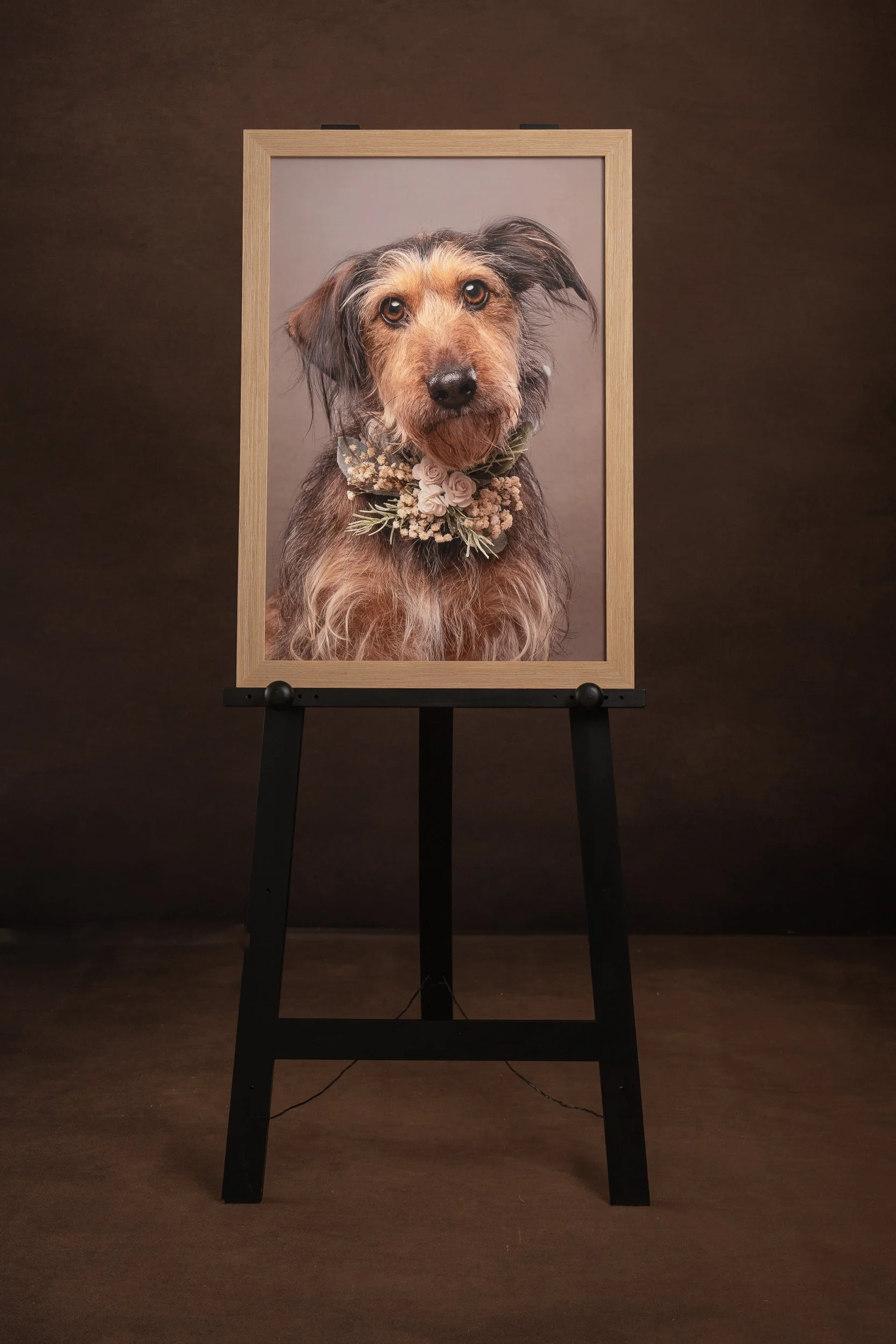 framed picture of scruffy dog with flower collar