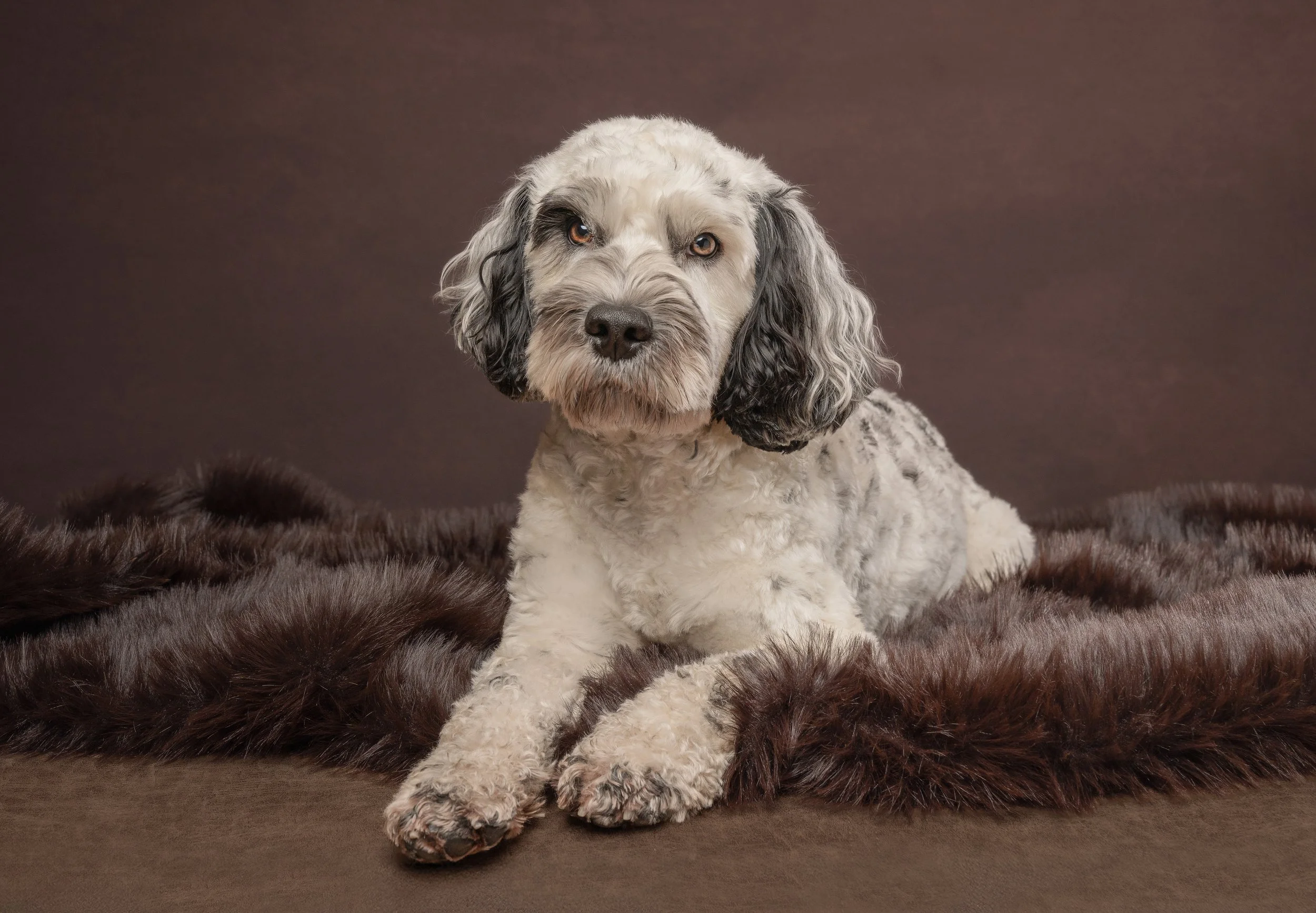 black and white cockapoo laying on a furry blanket in a west sussex dog photography studio