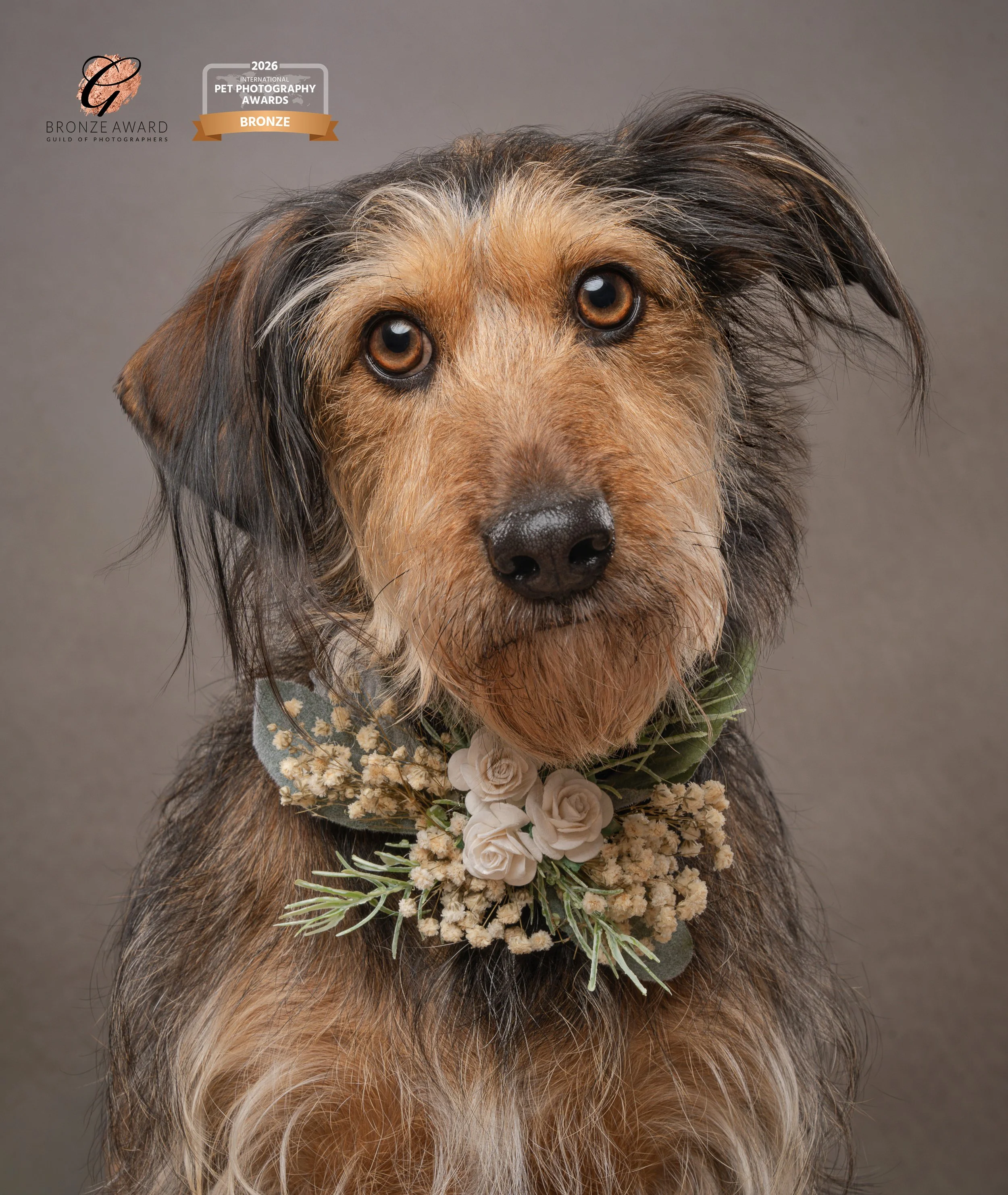 award winning image of a dog studio portrait