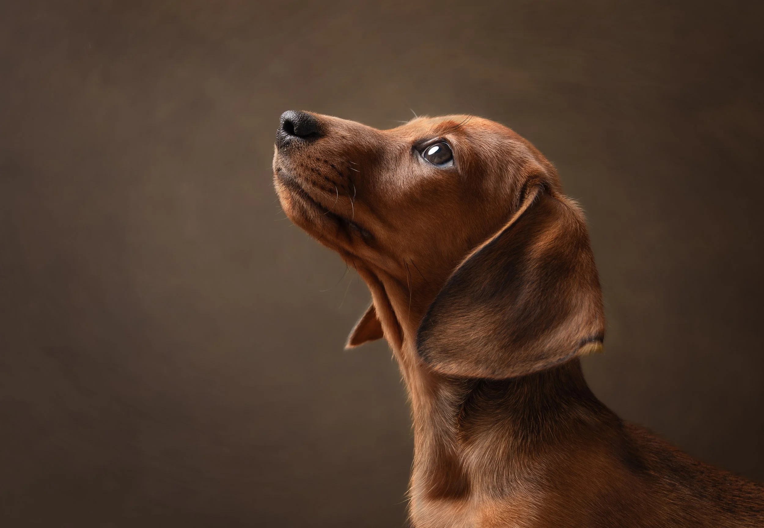 dog photography west sussex tanned dachshund puppy in the studio