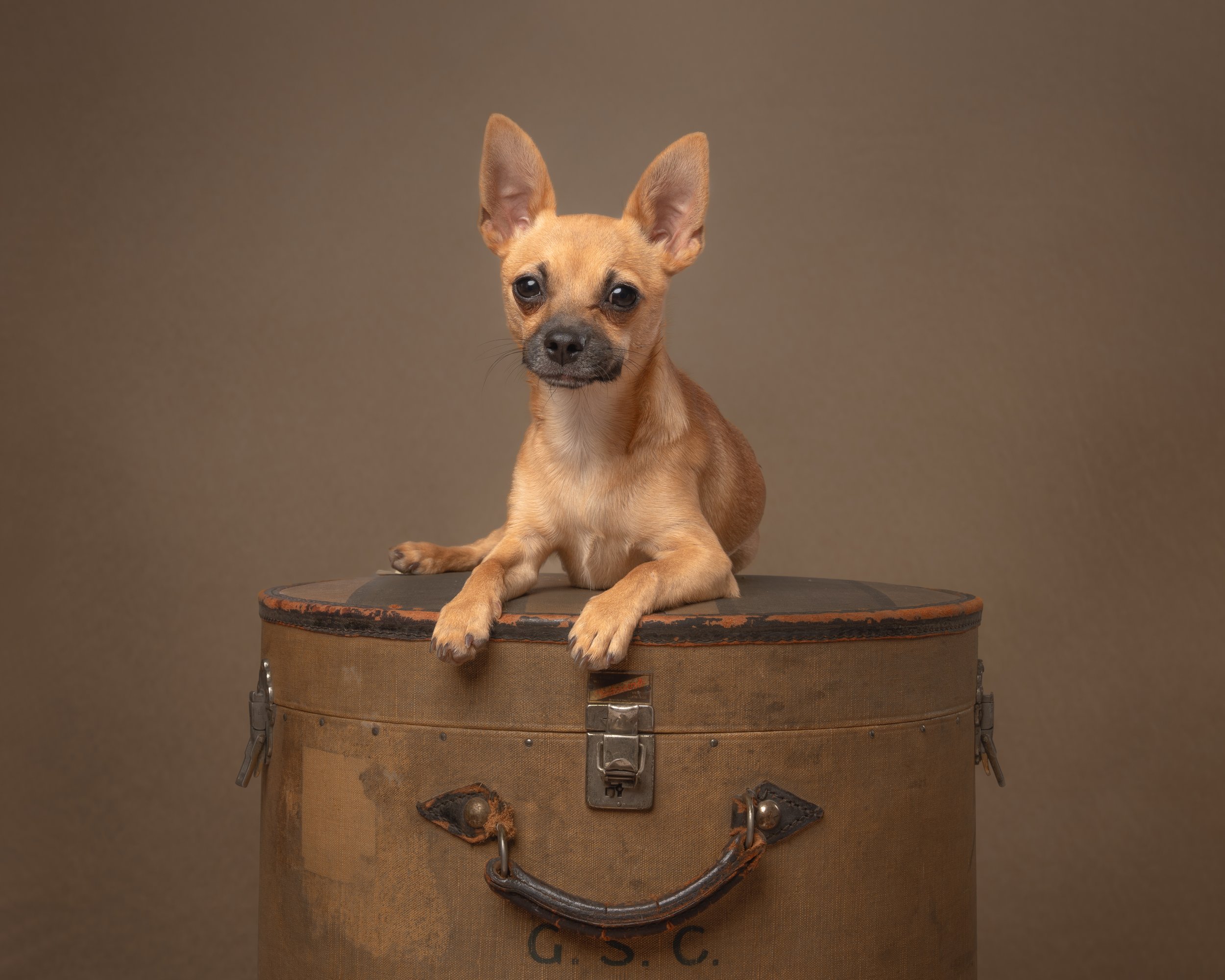 More Than a Prop: The Vintage Charm of the Classic Hat box in Dog Photography