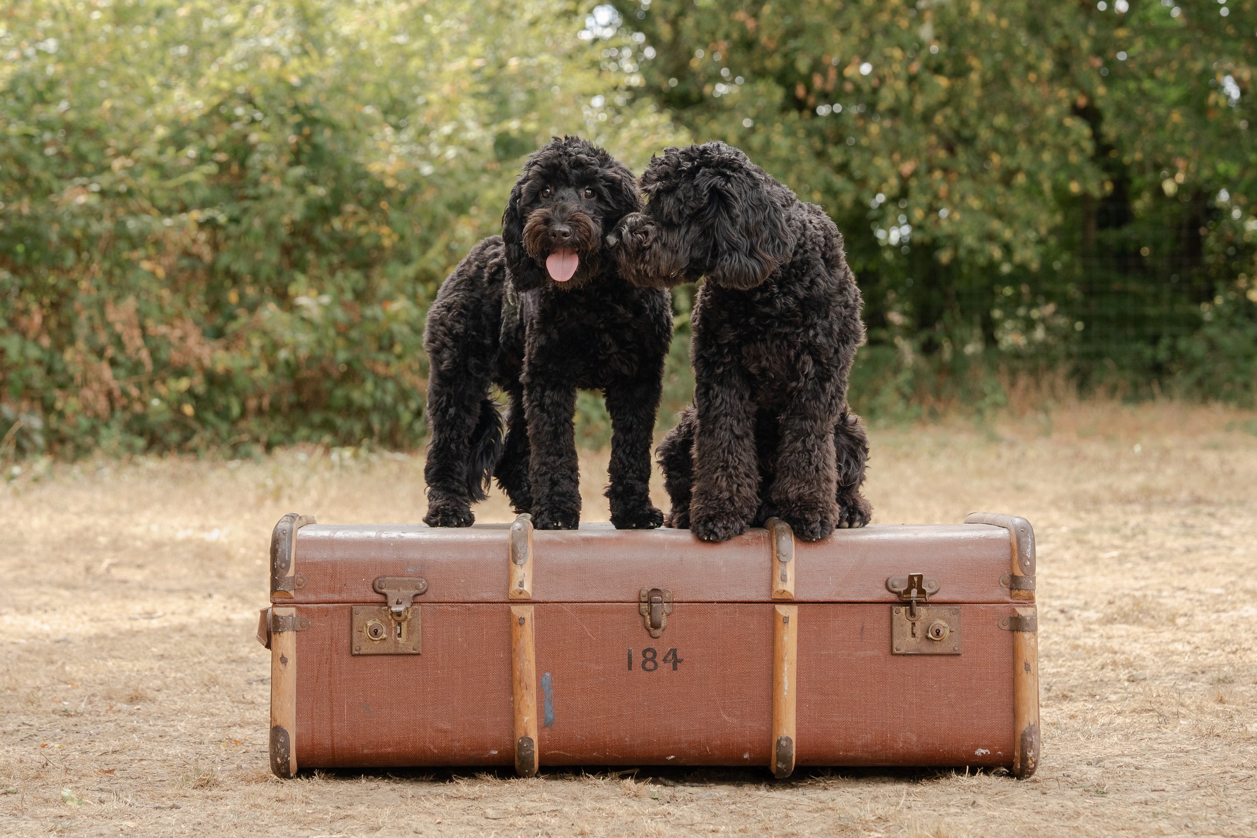 40 Dogs, Two Days and a Worthwhile Cause!