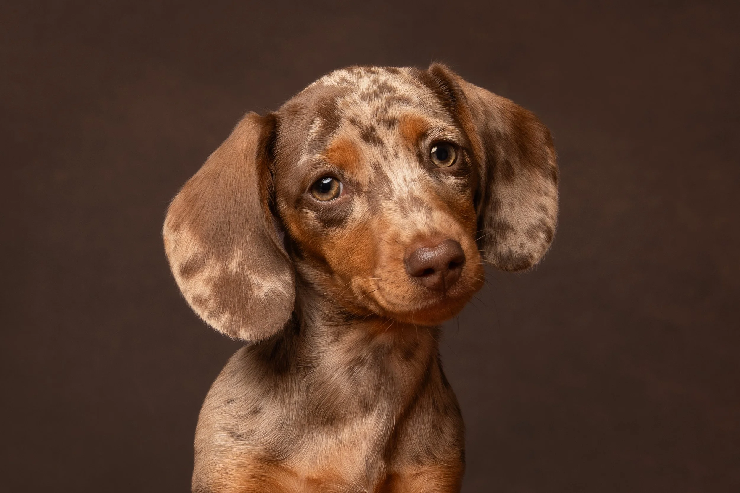 dog photographer loxwood West Sussex