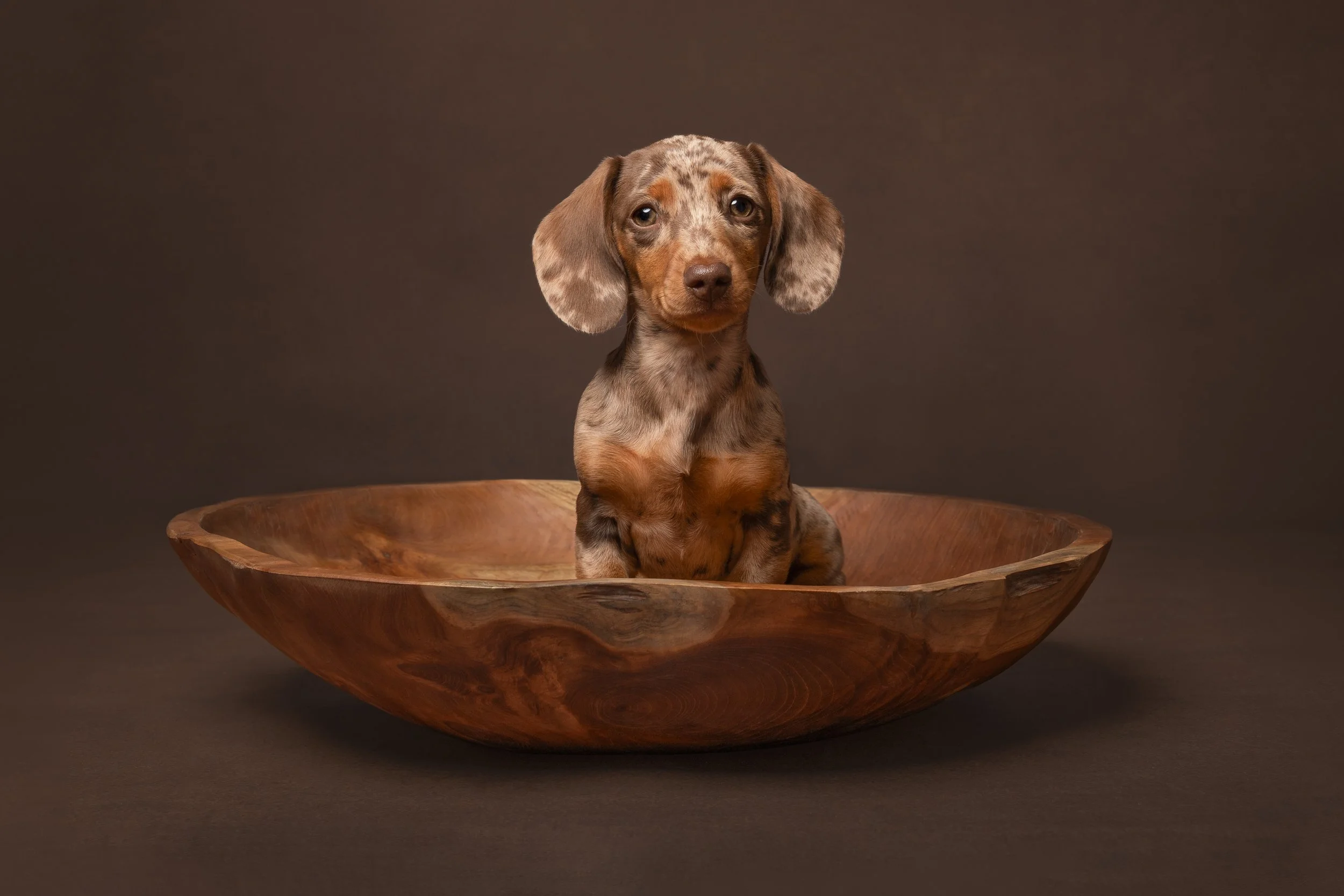 Pushing Myself to Be Better: My First International Pet Photographer Competition  