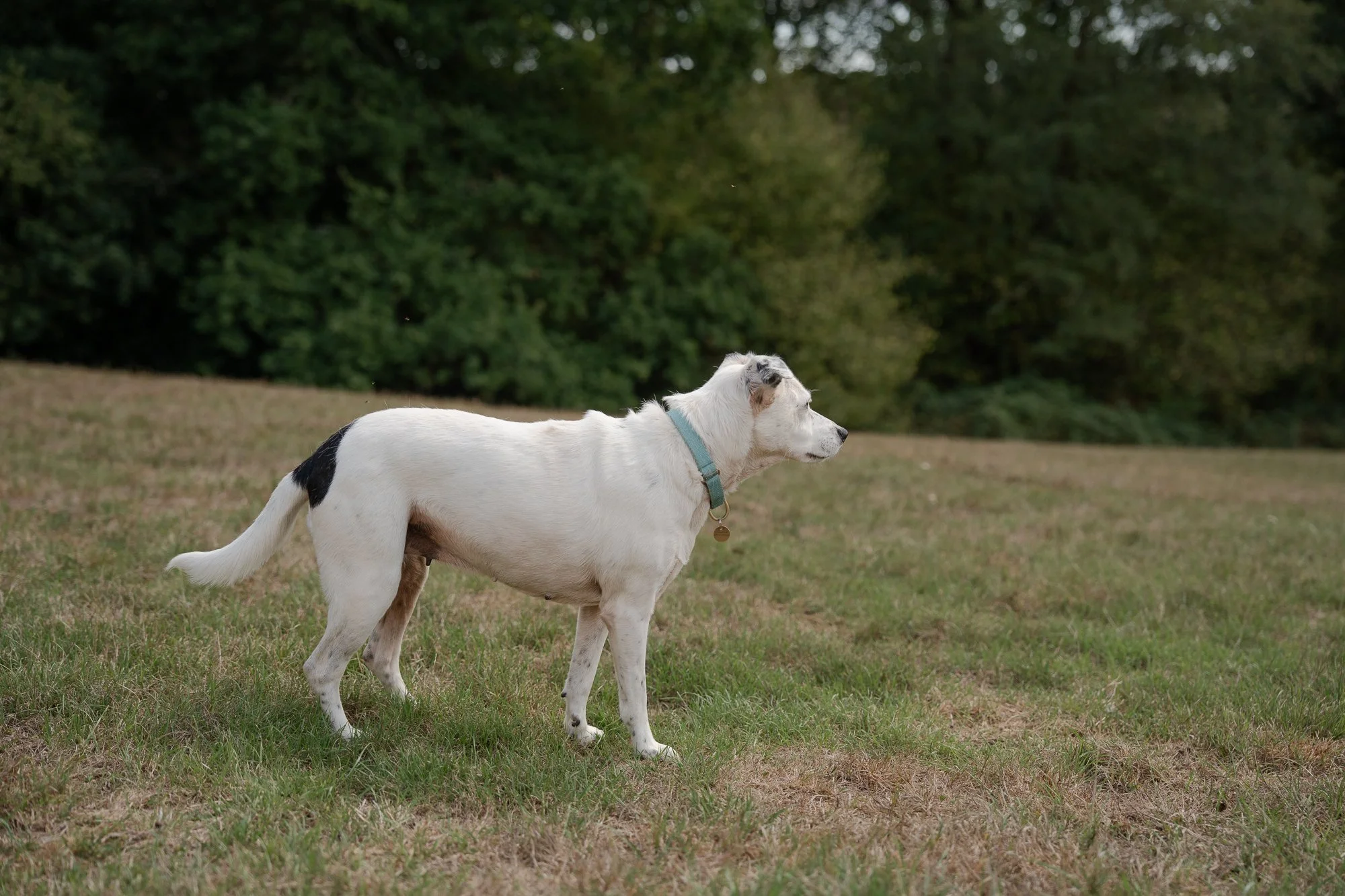 Arundawn-rescue-dogs-horsham.jpg