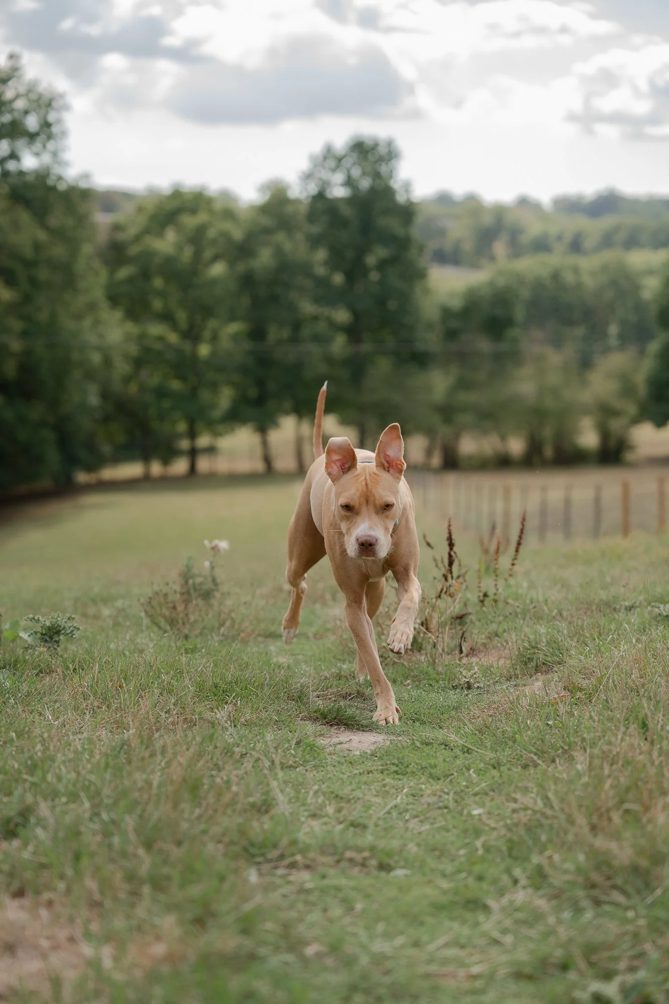 Arundawn-rescue-dogs-west-sussex.jpg