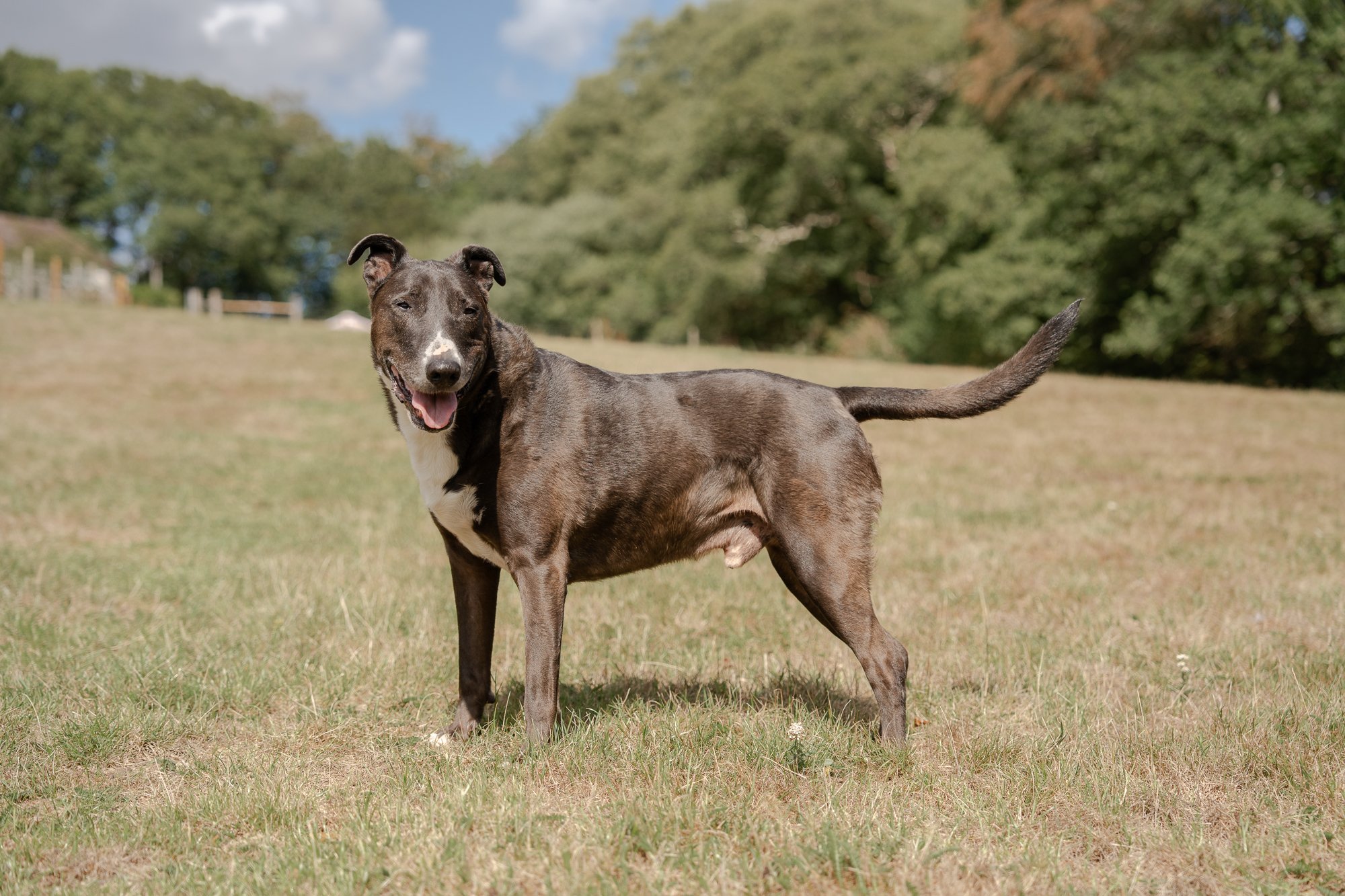 Arundawn-rescue-dogs-photographed-by-sara-tarrant.jpg