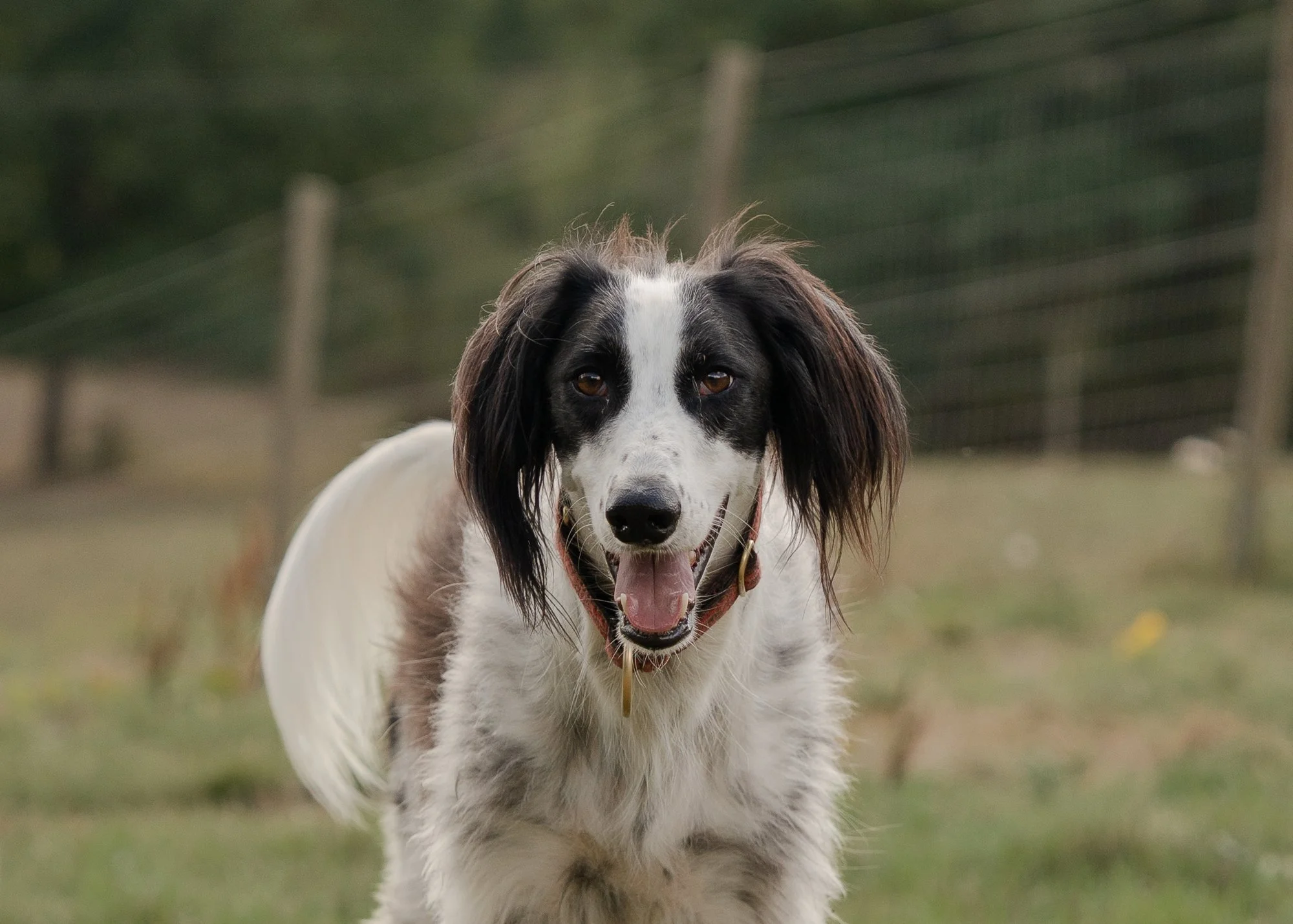 rescue-dog-west-sussex.jpg