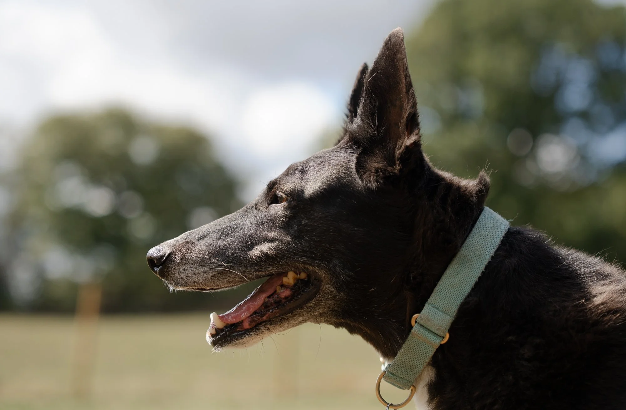 life-and-landscape-photography-rescue-dogs.jpg