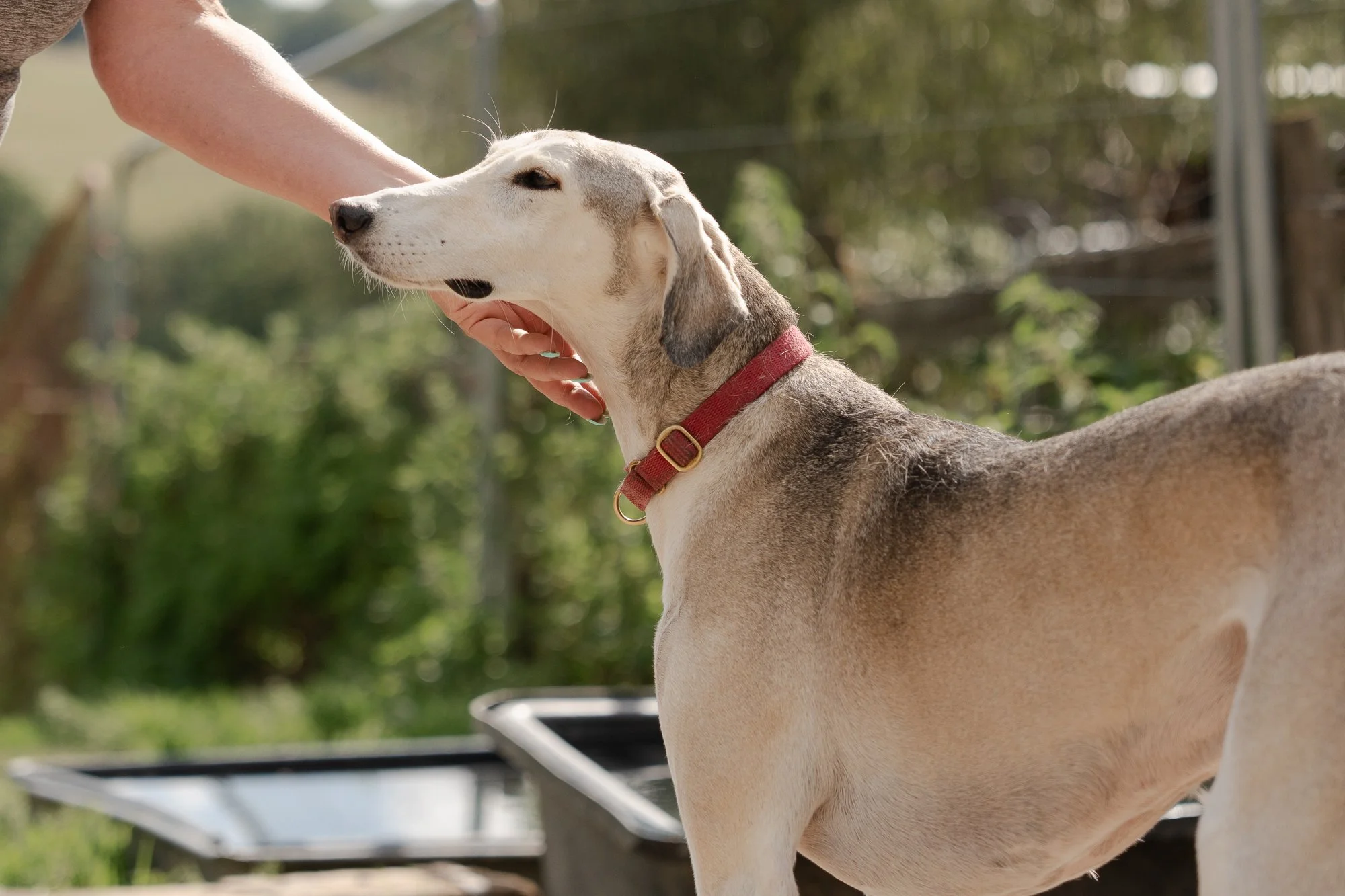 arundawn-rescue-dog-west-sussex.jpg