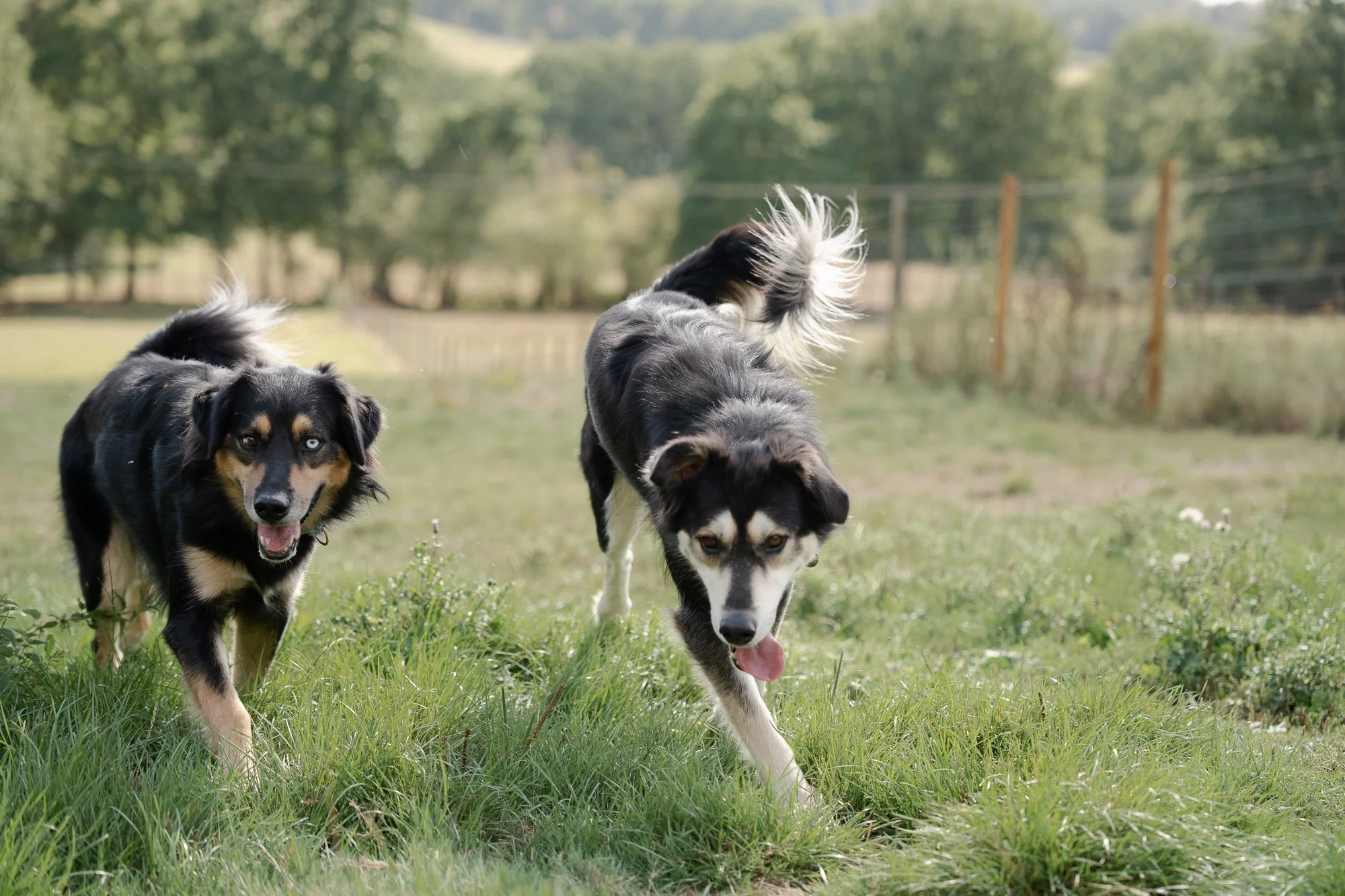 foster-west-sussex-dogs.jpg