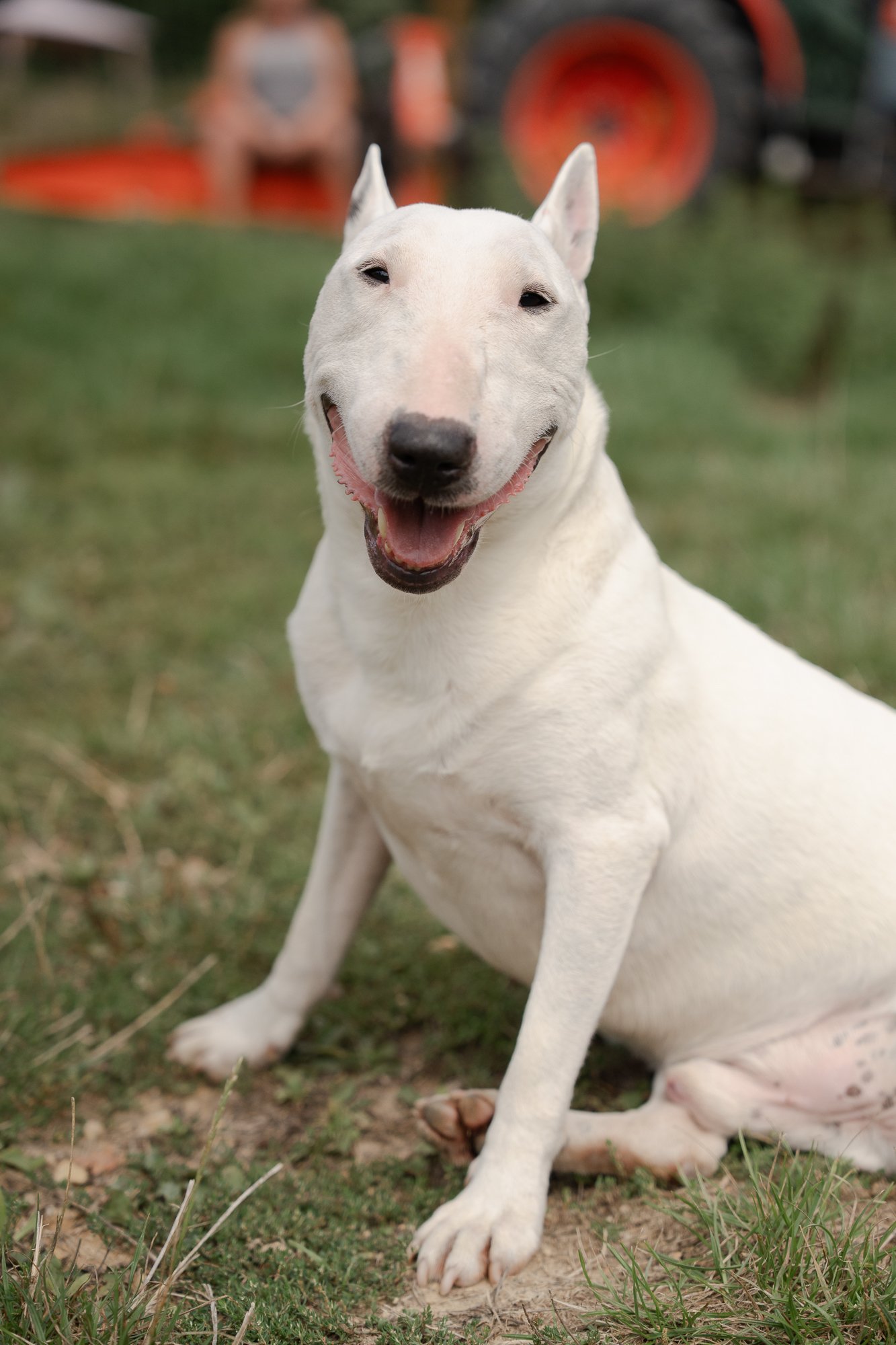 dog-photographer-west-sussex.jpg