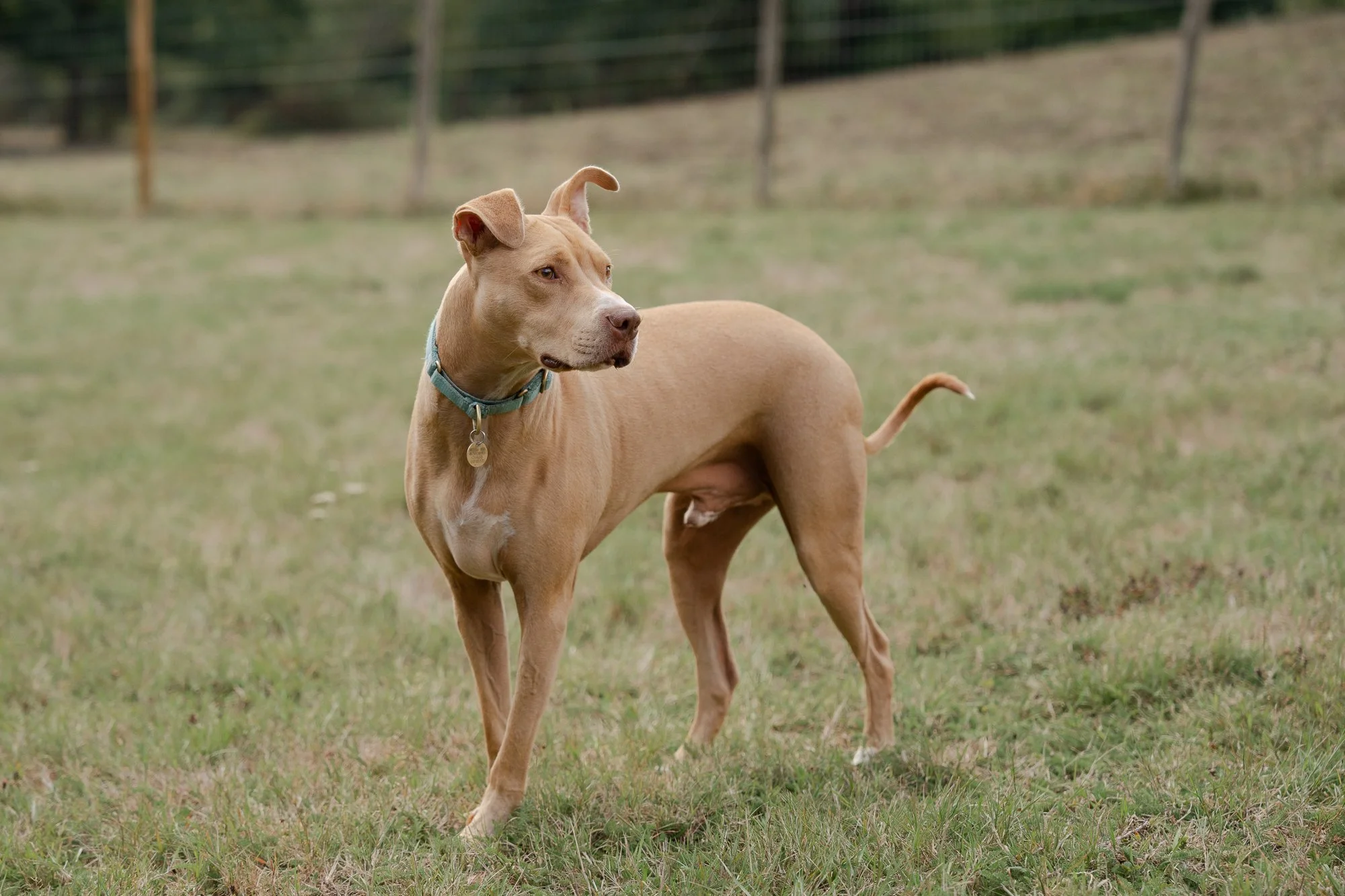 west-sussex-recue-dogs.jpg