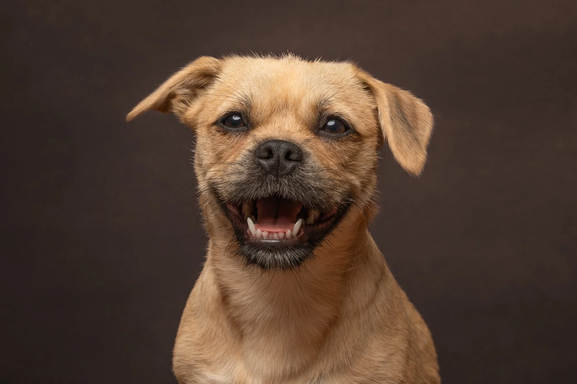 Capturing Sandy’s Infectious Smile: A Dog Photography Session in Loxwood