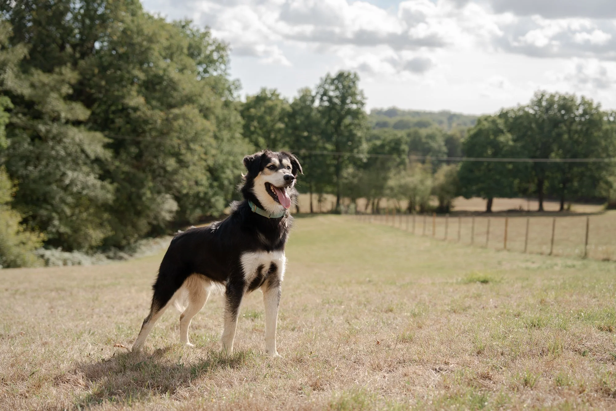 A Second Chance: A Day With the Dogs of Arundawn Rescue